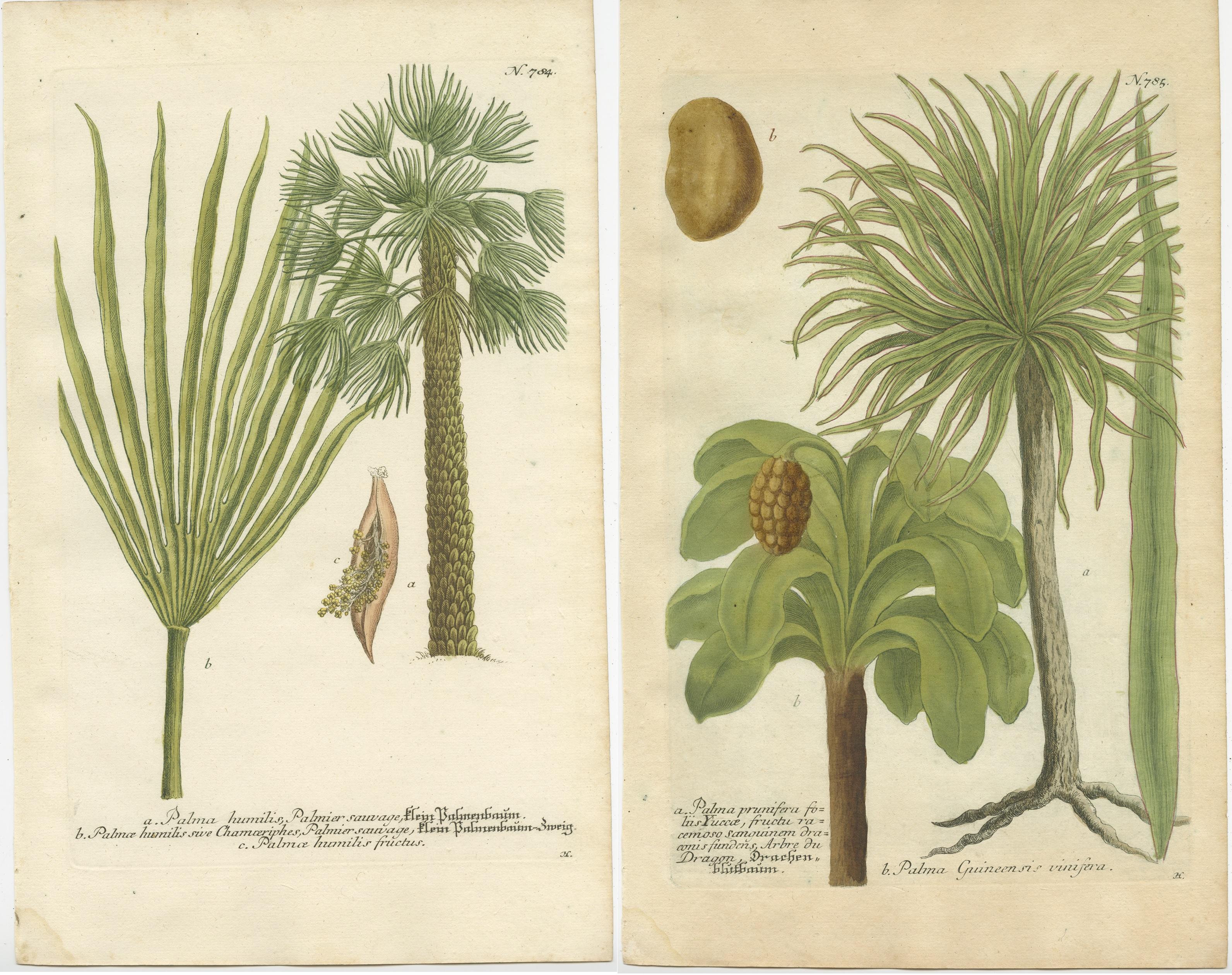 Set of 2 Antique Botany Prints of the European Fan Palm and Copernicia Prunifera In Good Condition For Sale In Langweer, NL