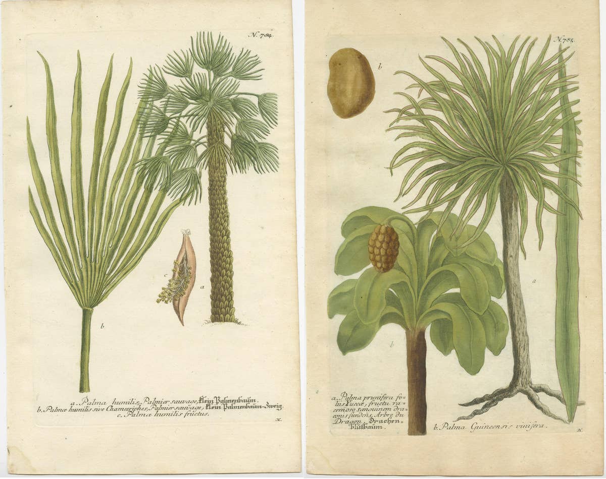 Set of 2 Botany Prints of the European Fan Palm and Copernicia Prunifera, c.1740