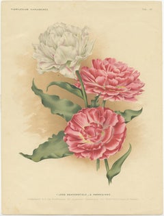 Charles Dickens & Obelisque Hyacinths – Set of Two Florilegium Prints c.1900