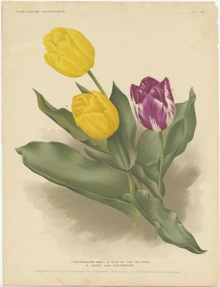 Charles Dickens & Obelisque Hyacinths, Set of Two Florilegium Prints c.1900, view 3