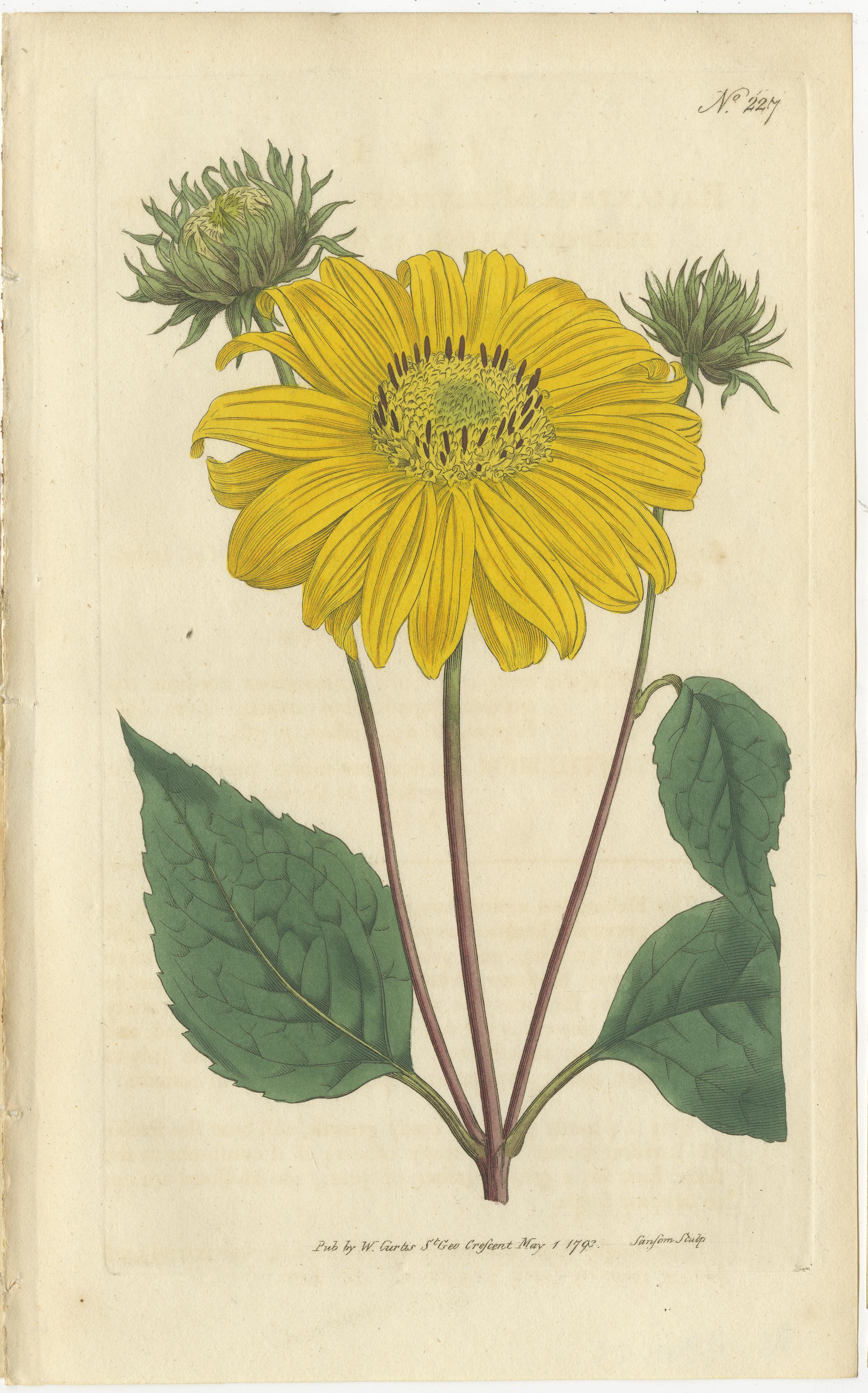 Set of two antique botany prints. It shows the Mexican Argemone (or Prickly Poppy_ and the Many-Flowered or Perennial Sunflower. These prints originate from 'The Botanical Magazine; or Flower-Garden Displayed (..)' by William Curtis. Published 1794.