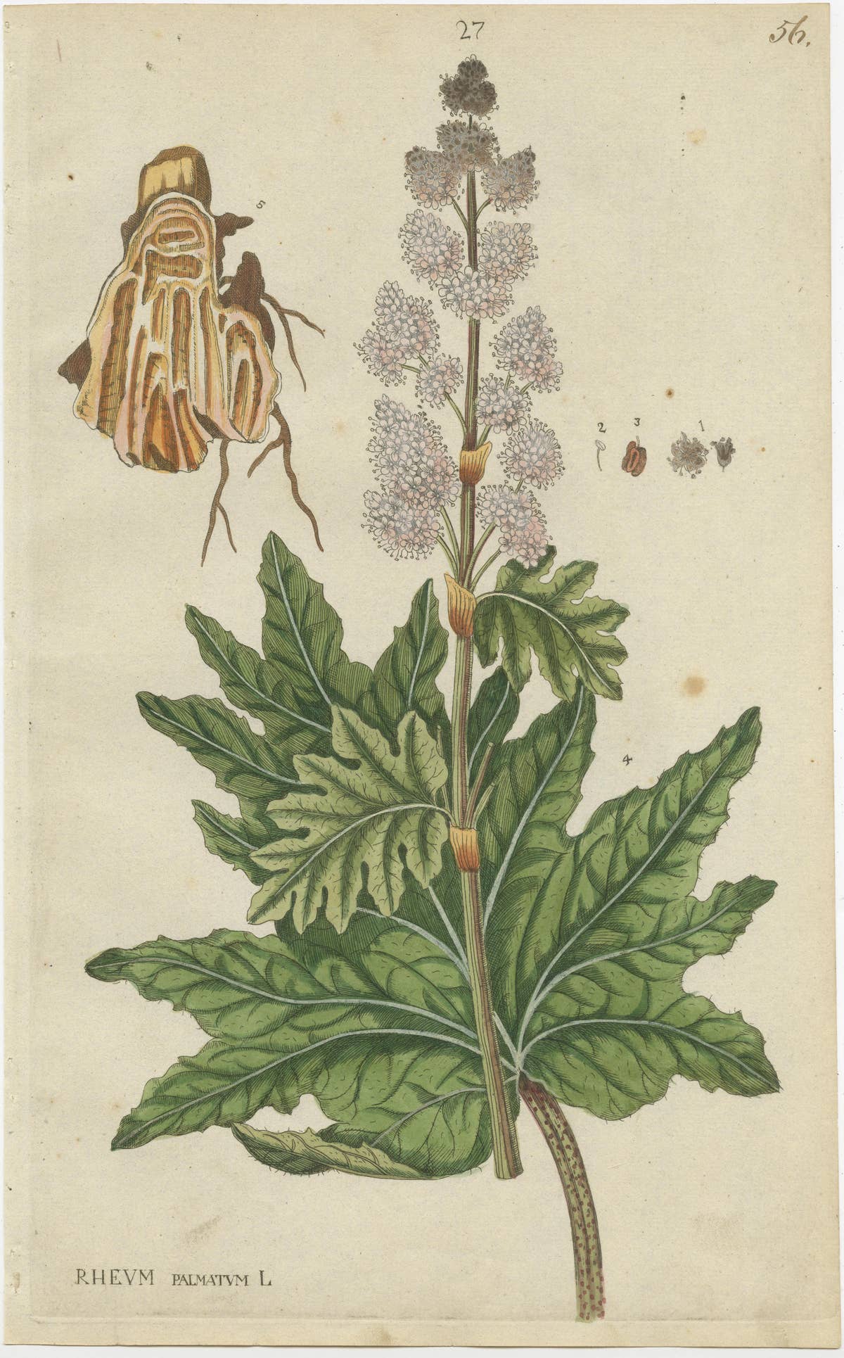 Set of 2 Antique Botany Prints - Rheum Rhapontieum & Rheum Palmatum