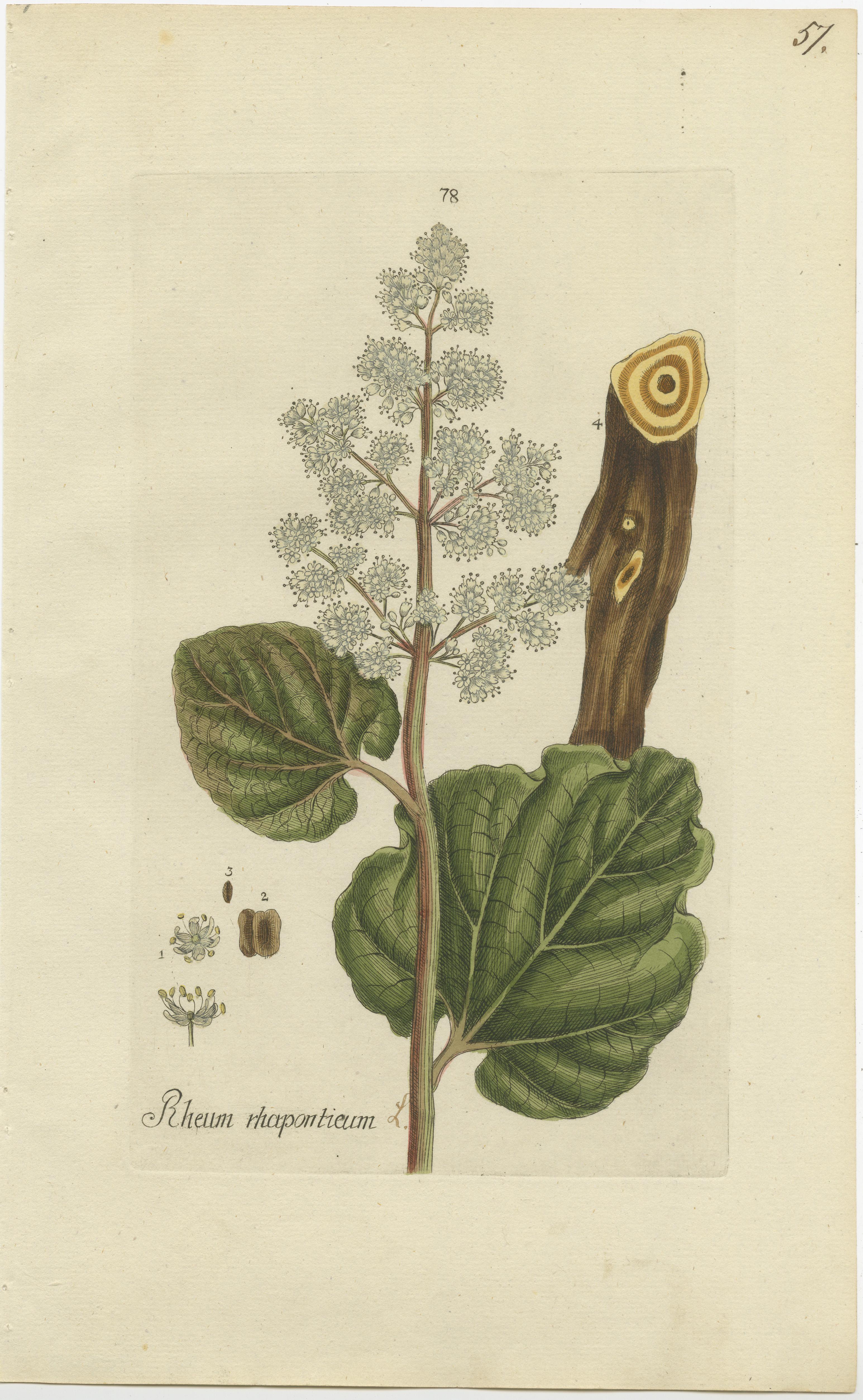 Set of 2 Antique Botany Prints - Rheum Rhapontieum & Rheum Palmatum In Good Condition For Sale In Langweer, NL
