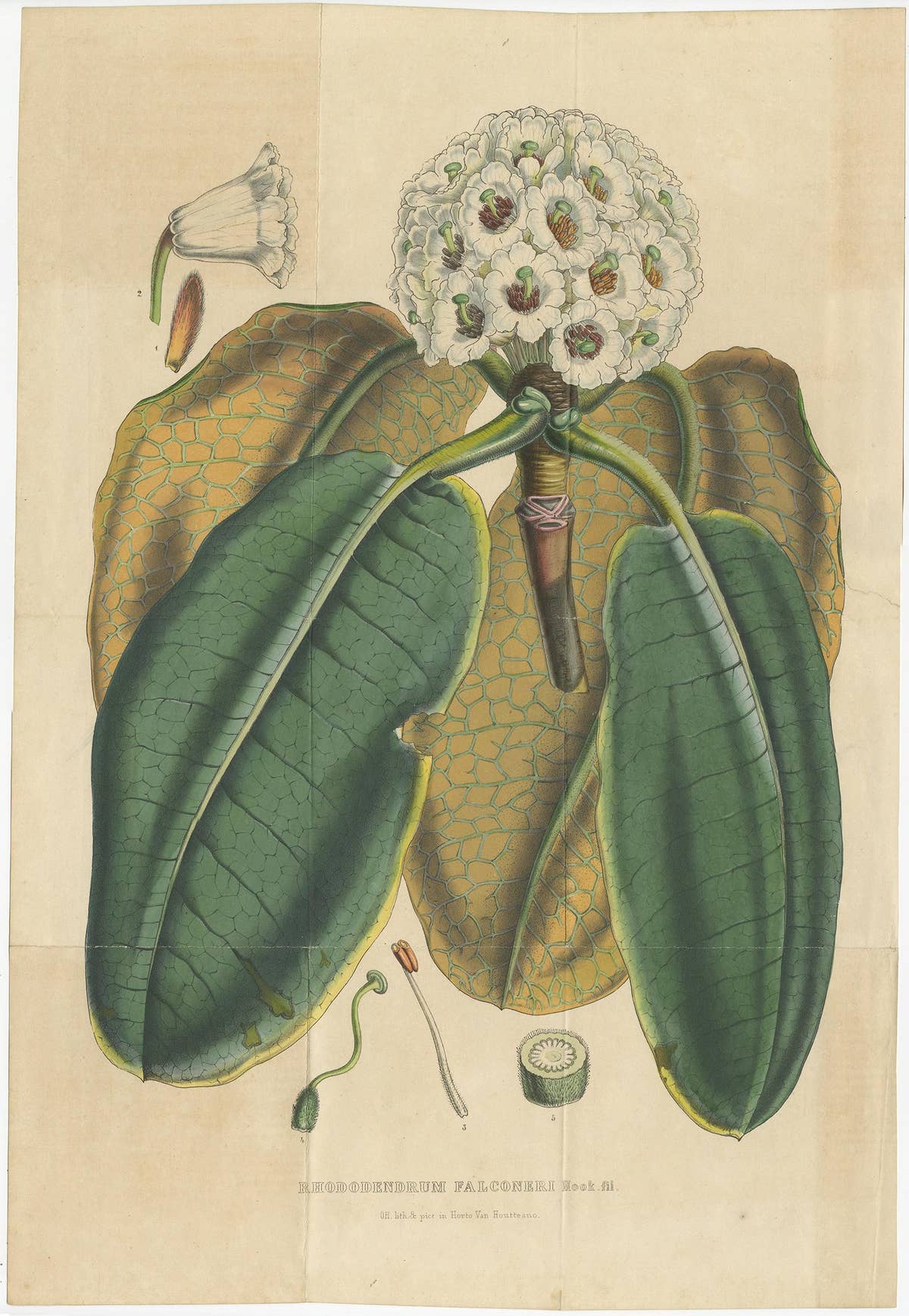 Set of 2 Antique Botany Prints, Rhododendron, by Louis van Houtte, 1849