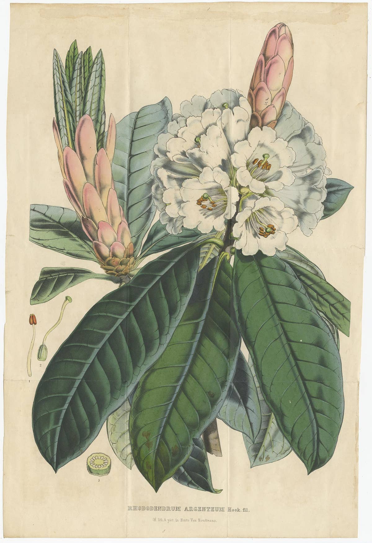 Set of 2 Antique Botany Prints, Rhododendron, by Louis van Houtte, 1849