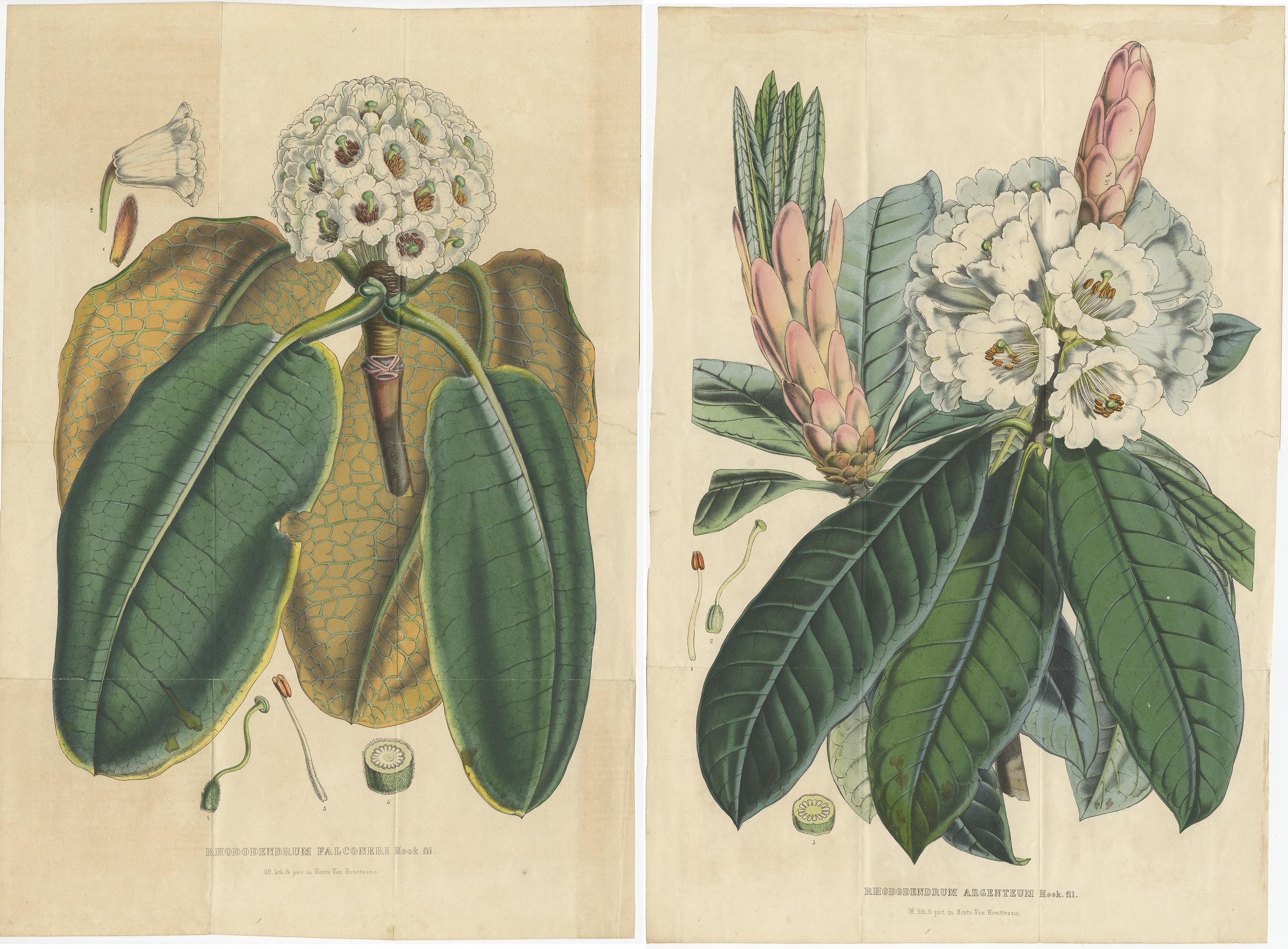 Set of 2 Antique Botany Prints, Rhododendron, by Louis van Houtte, 1849 In Fair Condition For Sale In Langweer, NL