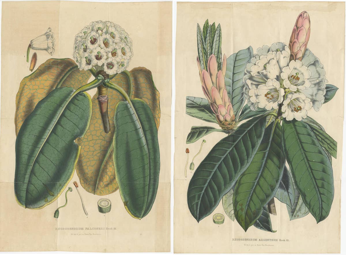 Set of 2 Antique Botany Prints, Rhododendron, by Louis van Houtte, 1849