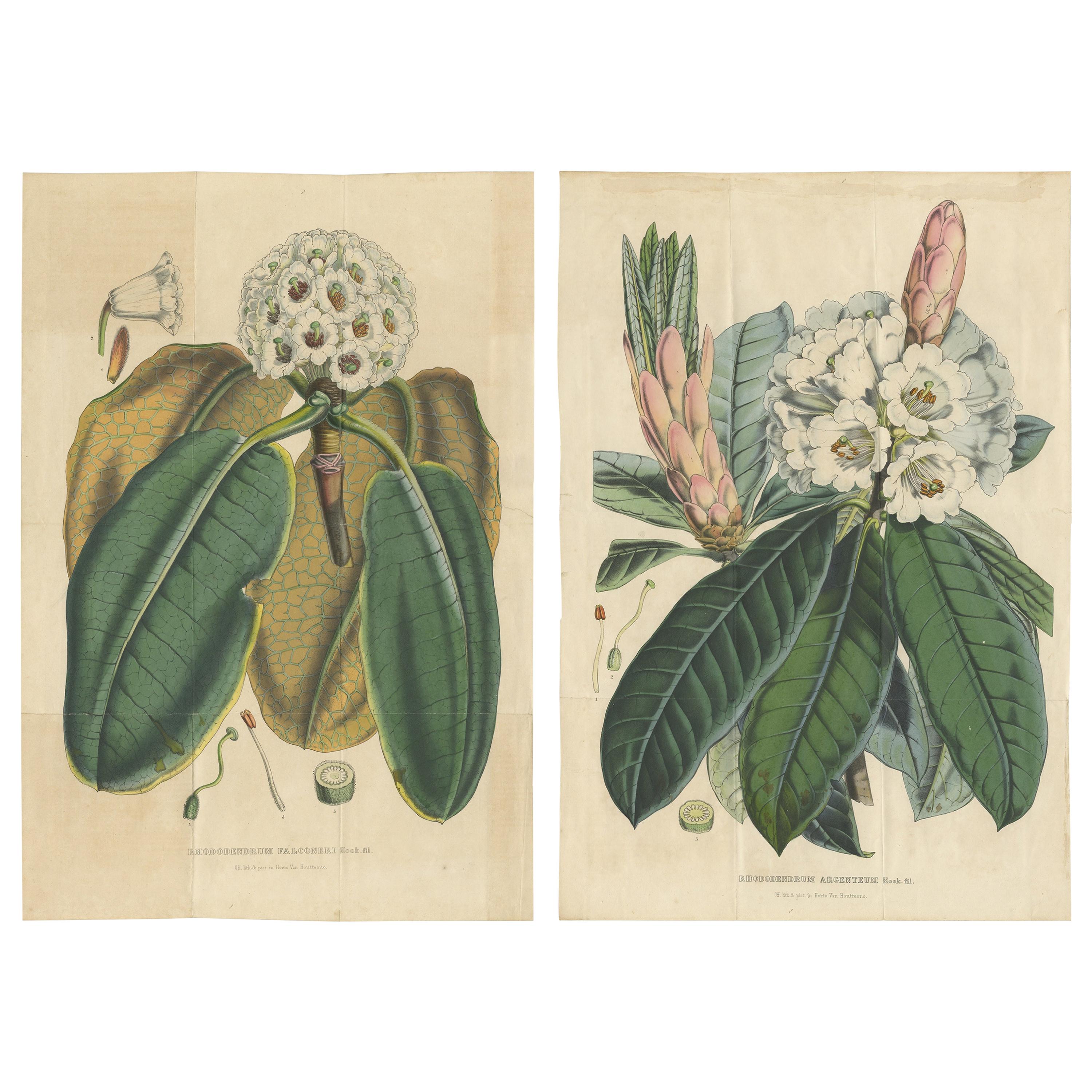 Set di 2 stampe antiche di botanica, Rododendro, di Louis van Houtte, 1849