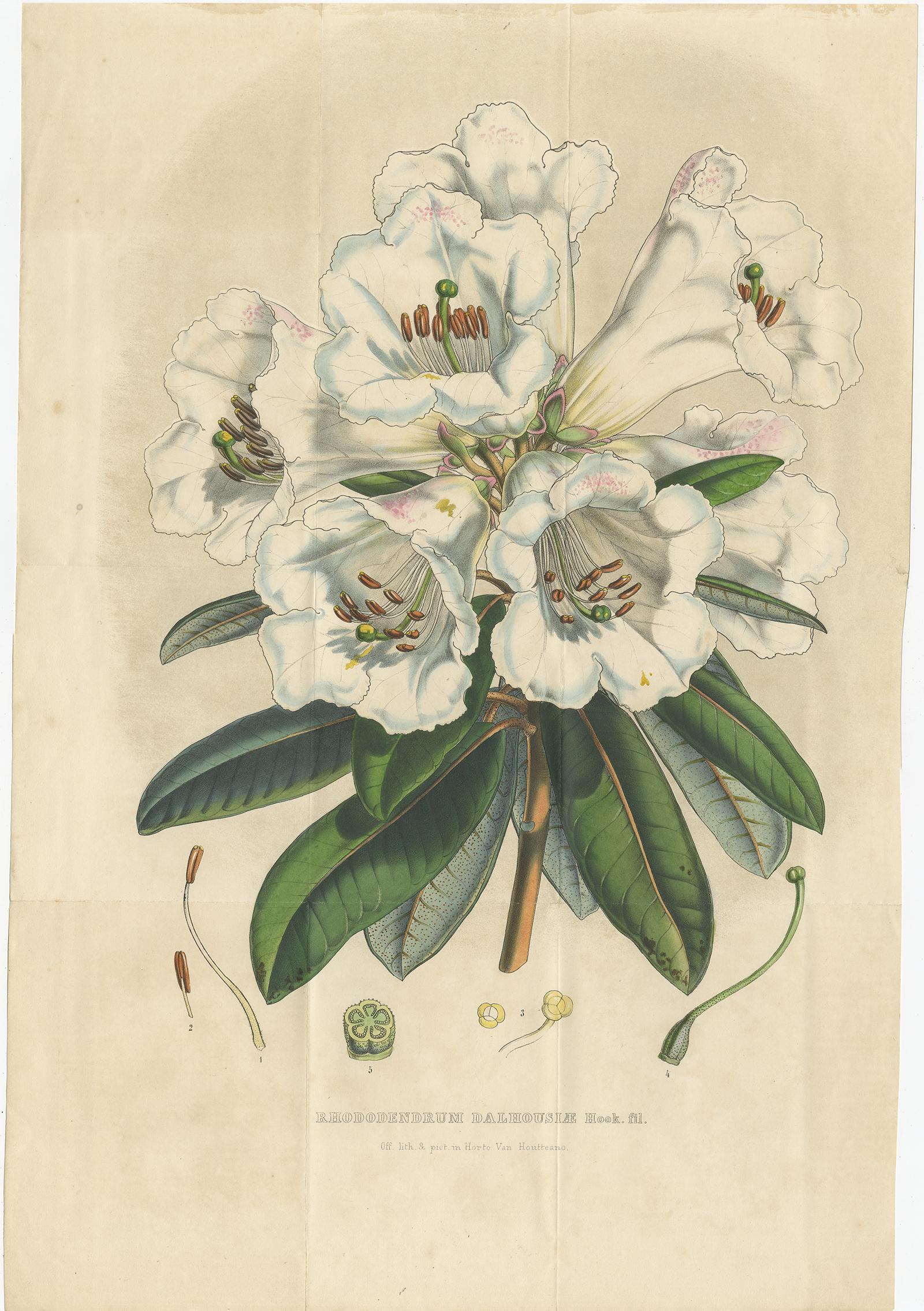 Set of two antique botany prints titled 'Rhododendrum Dalhousiae'. It depicts the rhododendron dalhousiae. These prints originate from volume 5 of 'Flore des serres et des jardins de l'Europe' by Louis van Houtte.