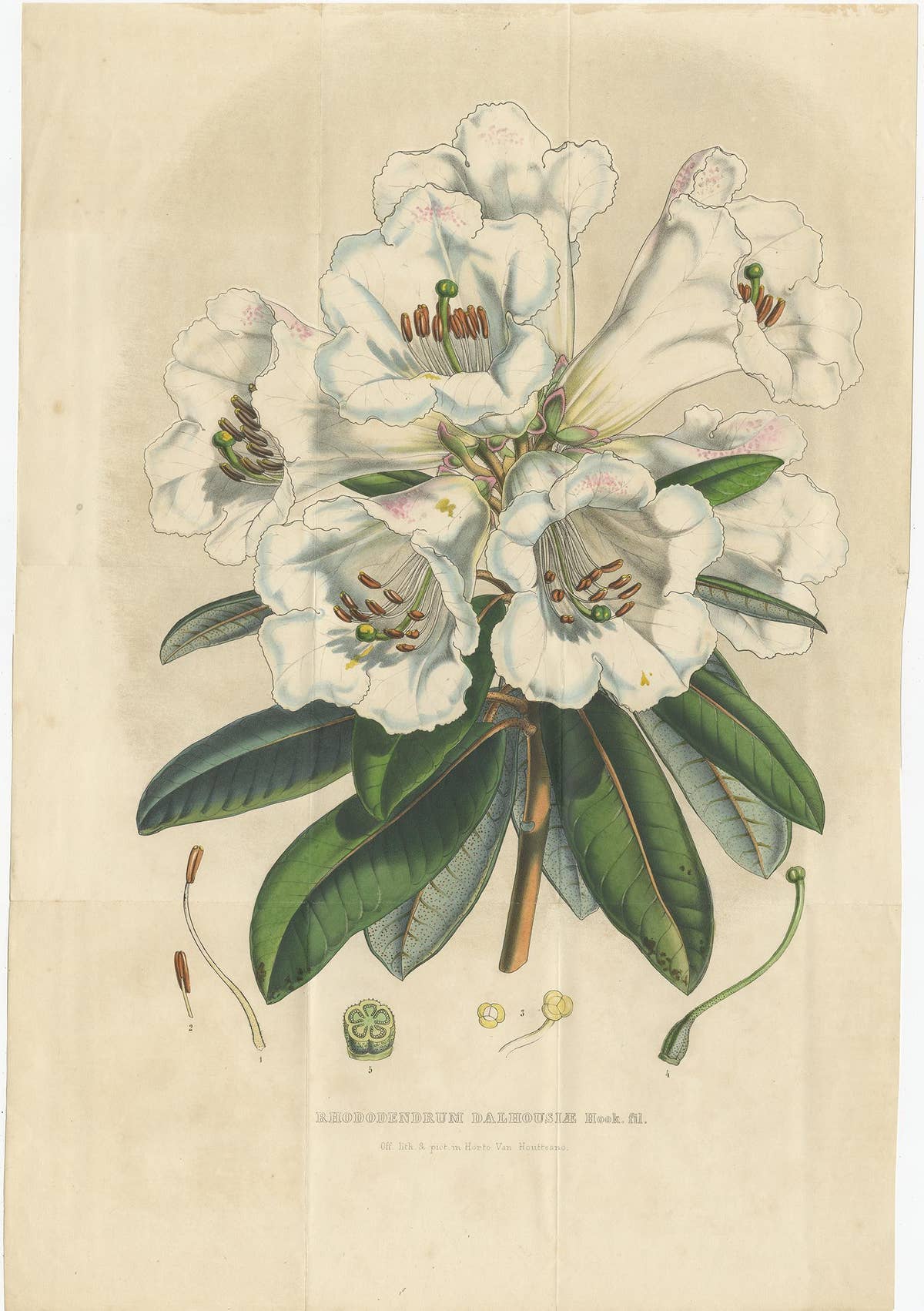 Set of 2 Antique Botany Prints, Rhododendron Dalhousiae, by Van Houtte '1849'