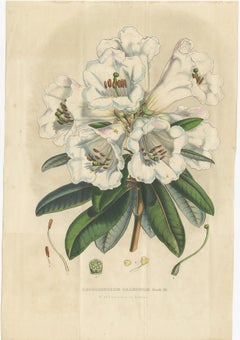 Set of 2 Antique Botany Prints, Rhododendron Dalhousiae, by Van Houtte '1849'
