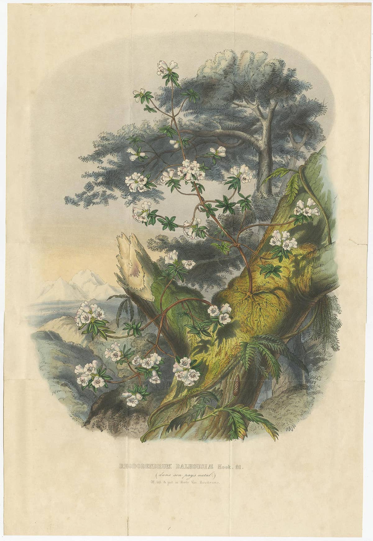 Set of 2 Antique Botany Prints, Rhododendron Dalhousiae, by Van Houtte '1849'