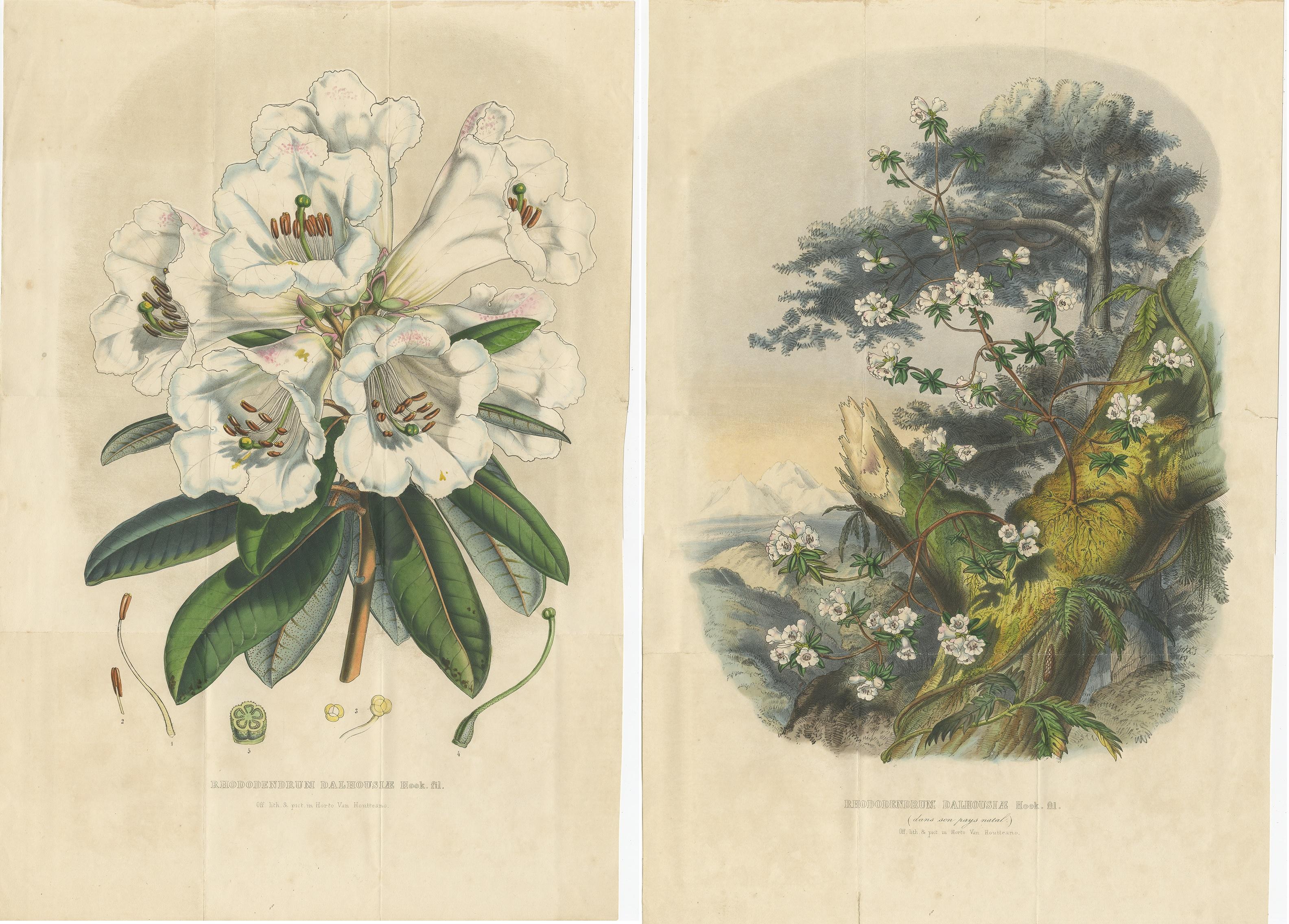 XIXe siècle Ensemble de 2 estampes botaniques anciennes, Rhododendron Dalhousiae, de Van Houtte '1849' en vente