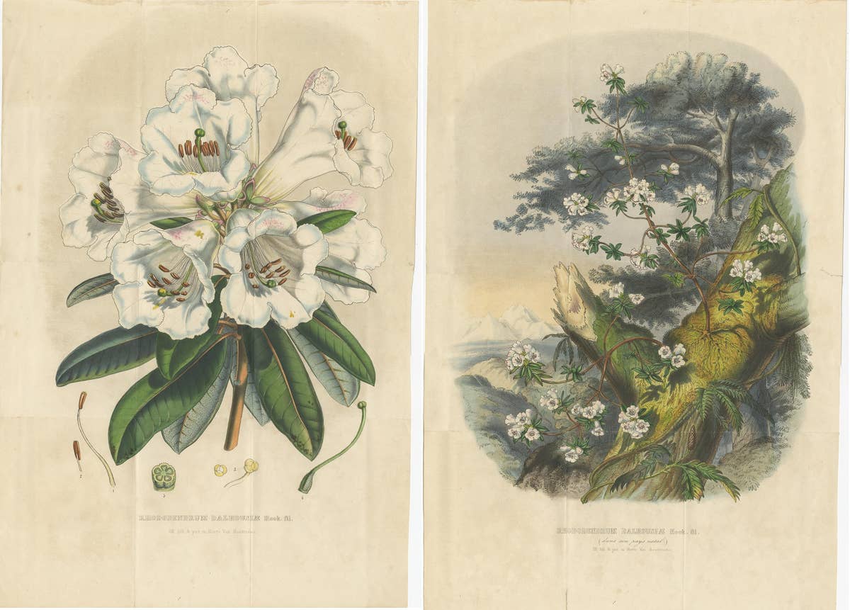 Set of 2 Antique Botany Prints, Rhododendron Dalhousiae, by Van Houtte '1849'