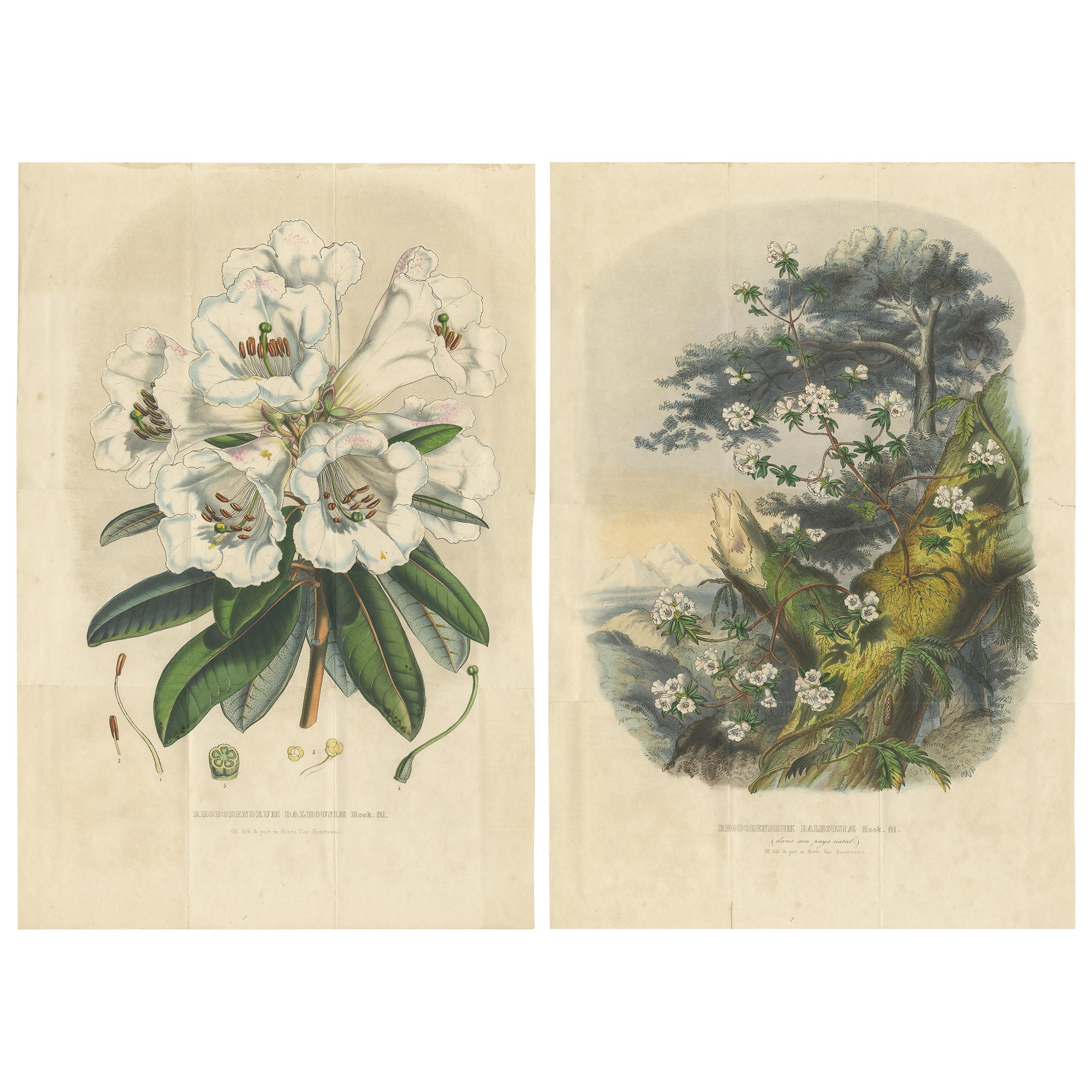 Ensemble de 2 estampes botaniques anciennes, Rhododendron Dalhousiae, de Van Houtte '1849'