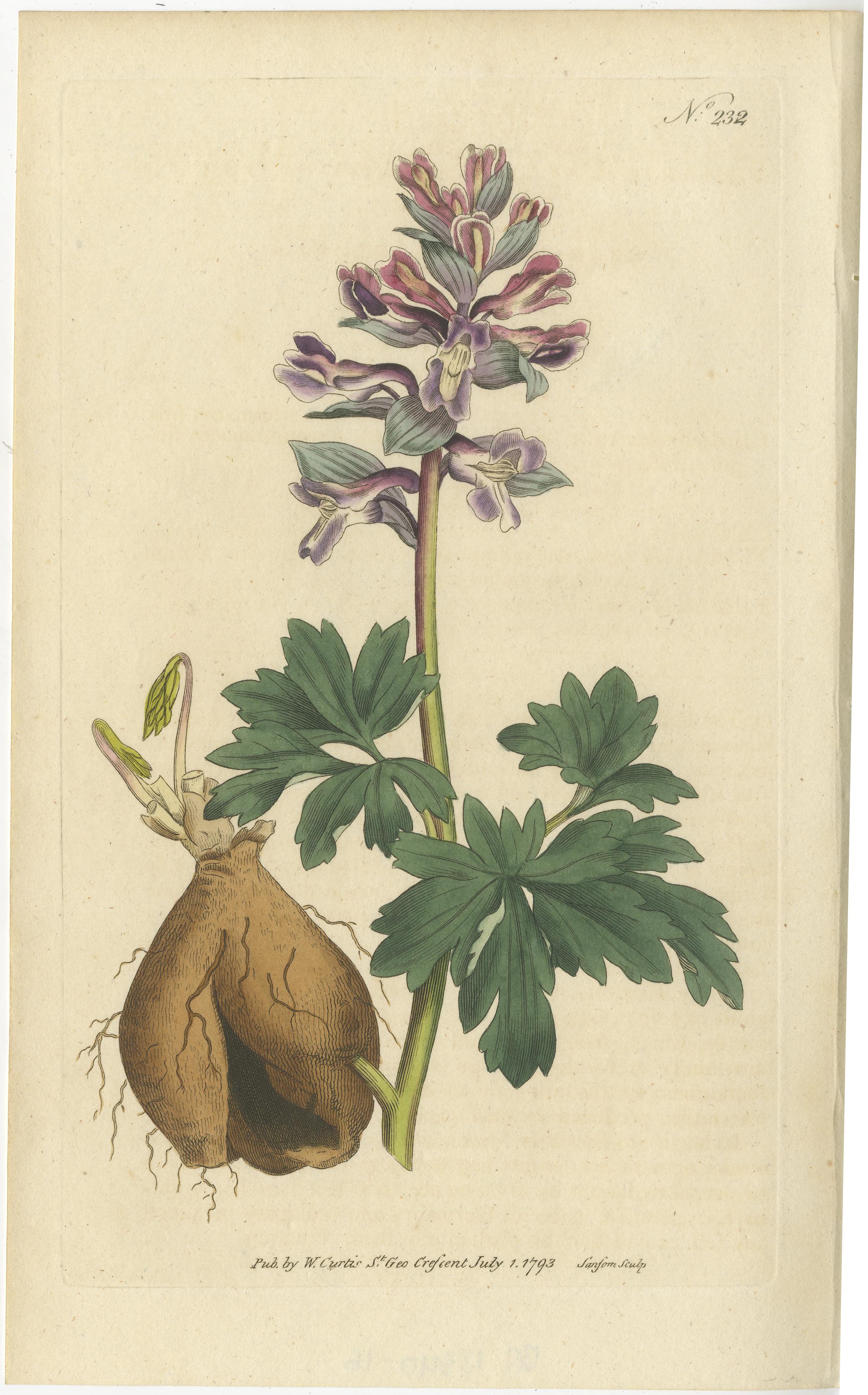 Set of 2 antique botany prints. It shows the Hollow-Rooted Fumitory and Solid-Rooted Fumitory. These prints originate from 'The Botanical Magazine; or Flower-Garden Displayed (..)' by William Curtis. Published 1794. 

The Botanical Magazine; or