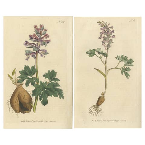 Set of 2 Antique Botany Prints - Solid Rooted and Hollow Rooted Fumitory