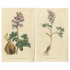 Set di 2 stampe botaniche antiche - Fumaria a radice solida e a radice cava