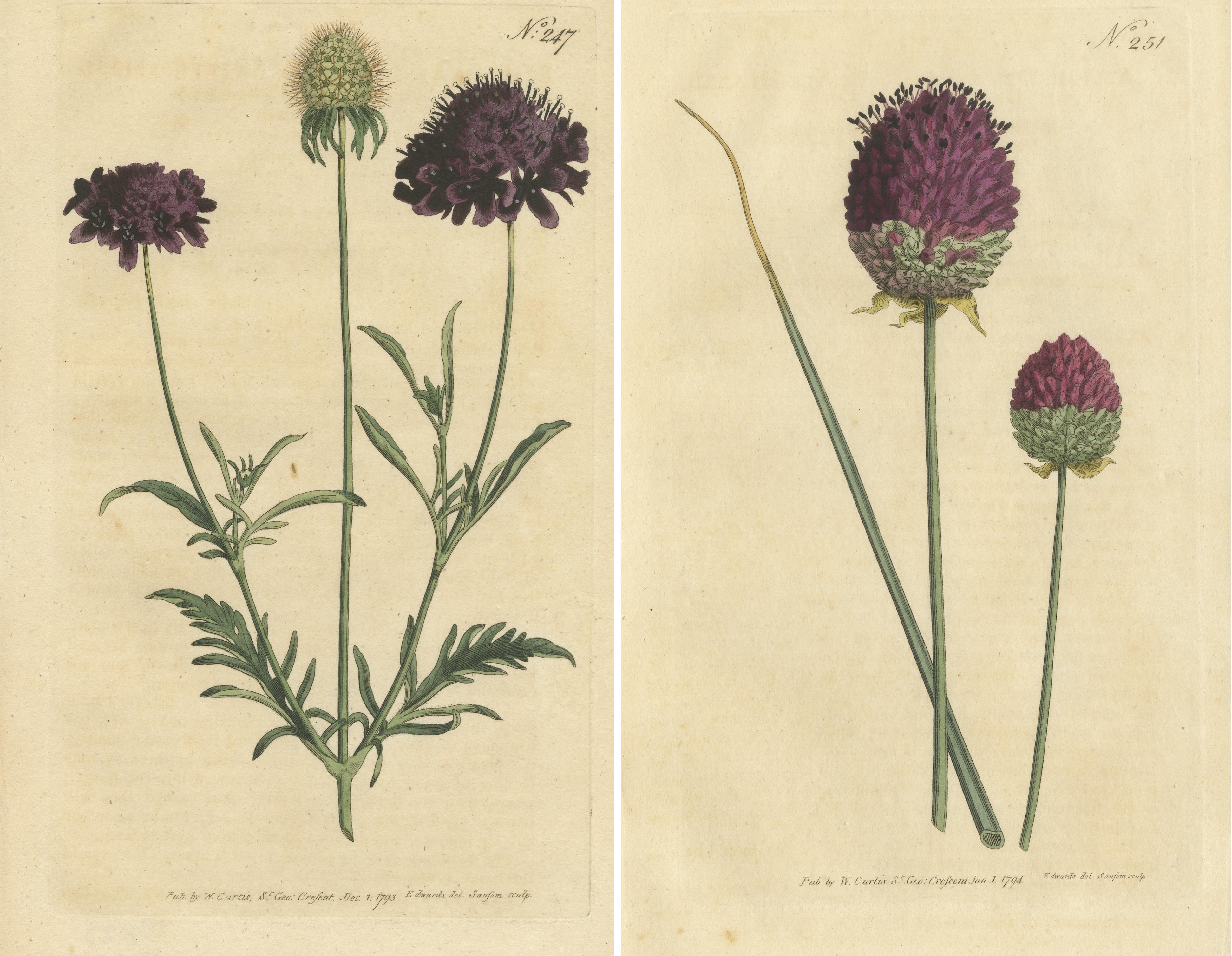 Set of 2 antique botany prints. It shows the Sweet Scabious and the Purple-Headed Garlic. These prints originate from 'The Botanical Magazine; or Flower-Garden Displayed (..)' by William Curtis. Published 1794. 

The Botanical Magazine; or