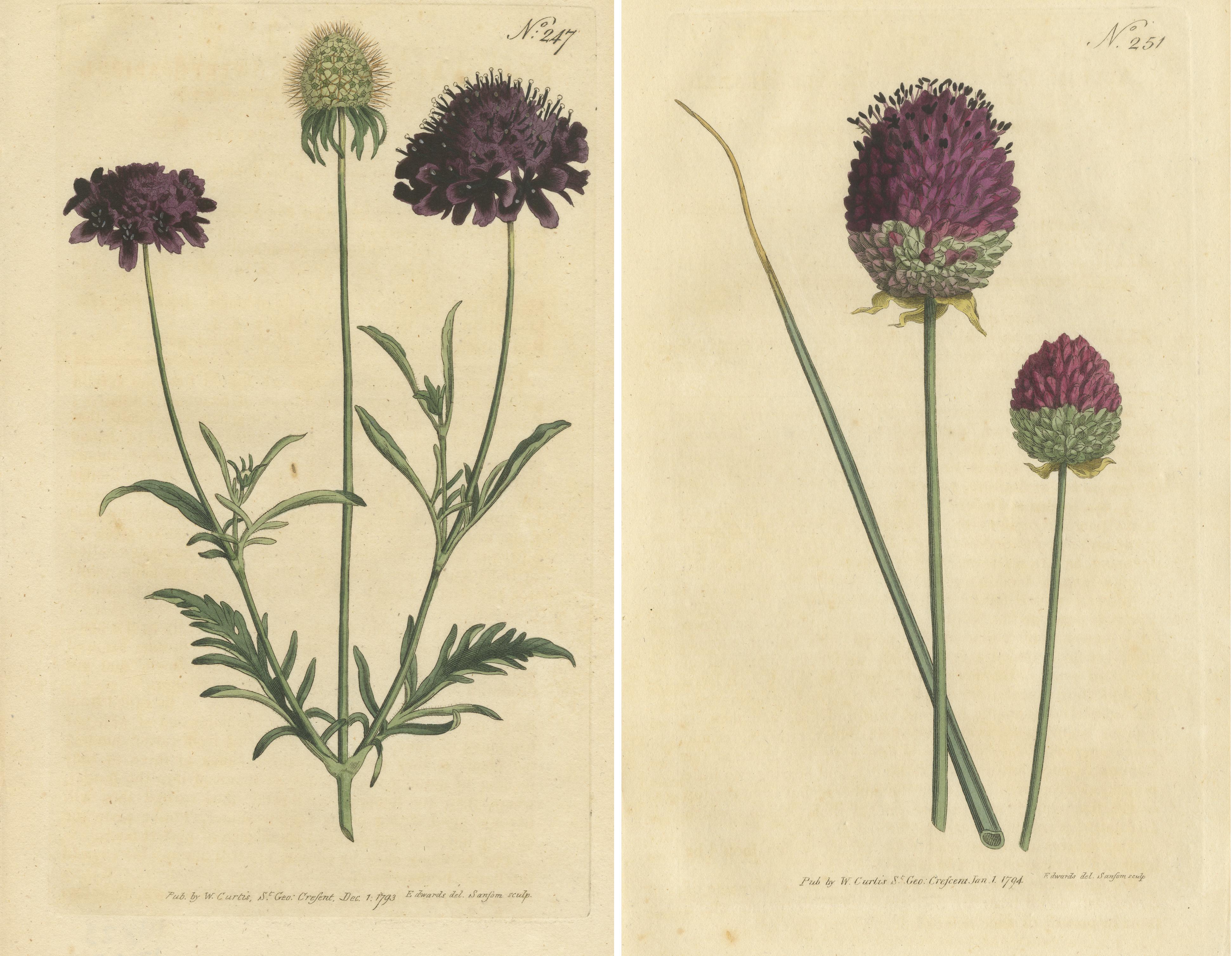 Ensemble de 2 gravures botaniques anciennes. Elle montre la Scabieuse douce et l'Ail à tête violette. Ces gravures proviennent de 