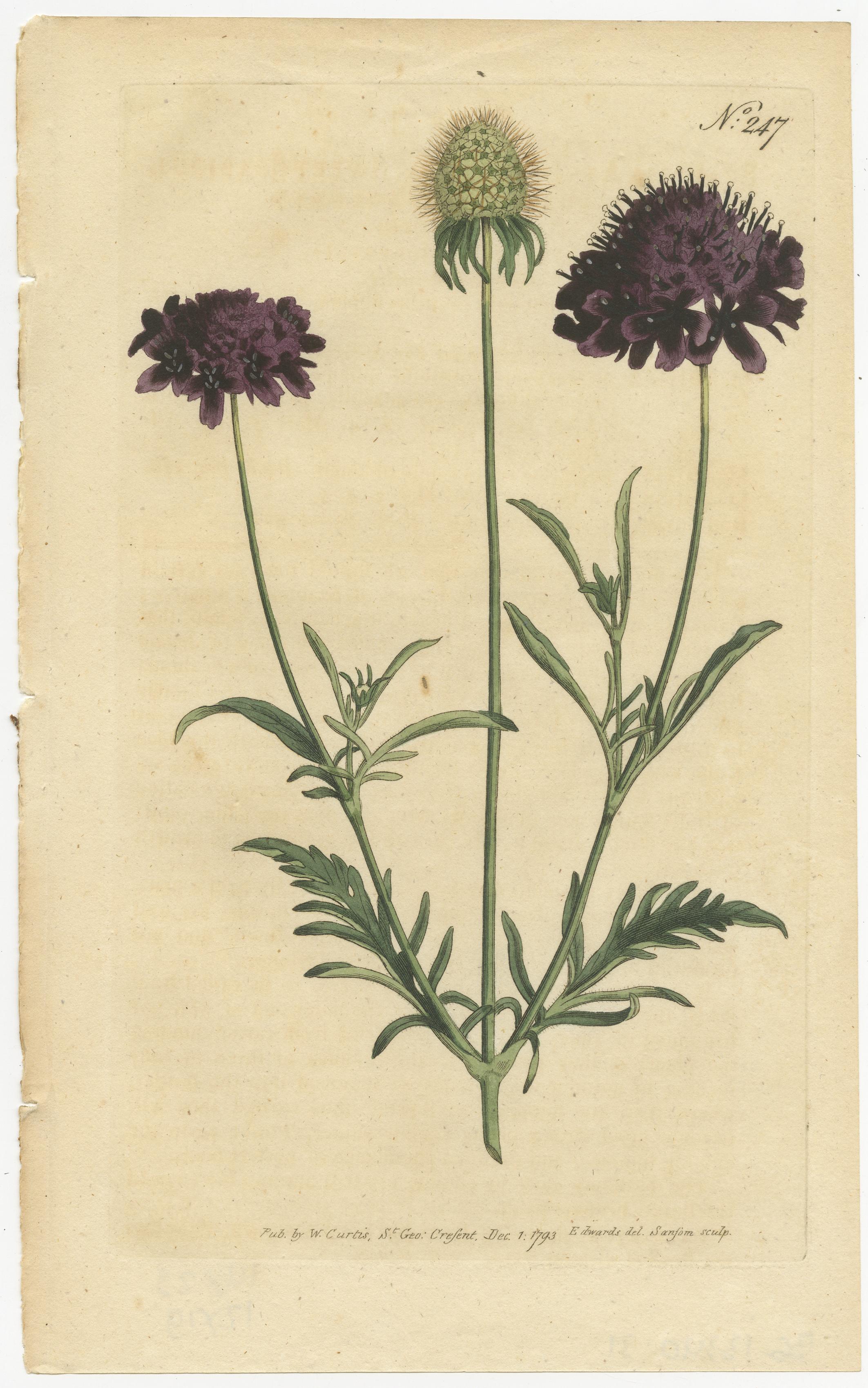 Ensemble de 2 imprimés botaniques anciens - Sweet Scabious - Garlic perlé pourpre Bon état - En vente à Langweer, NL