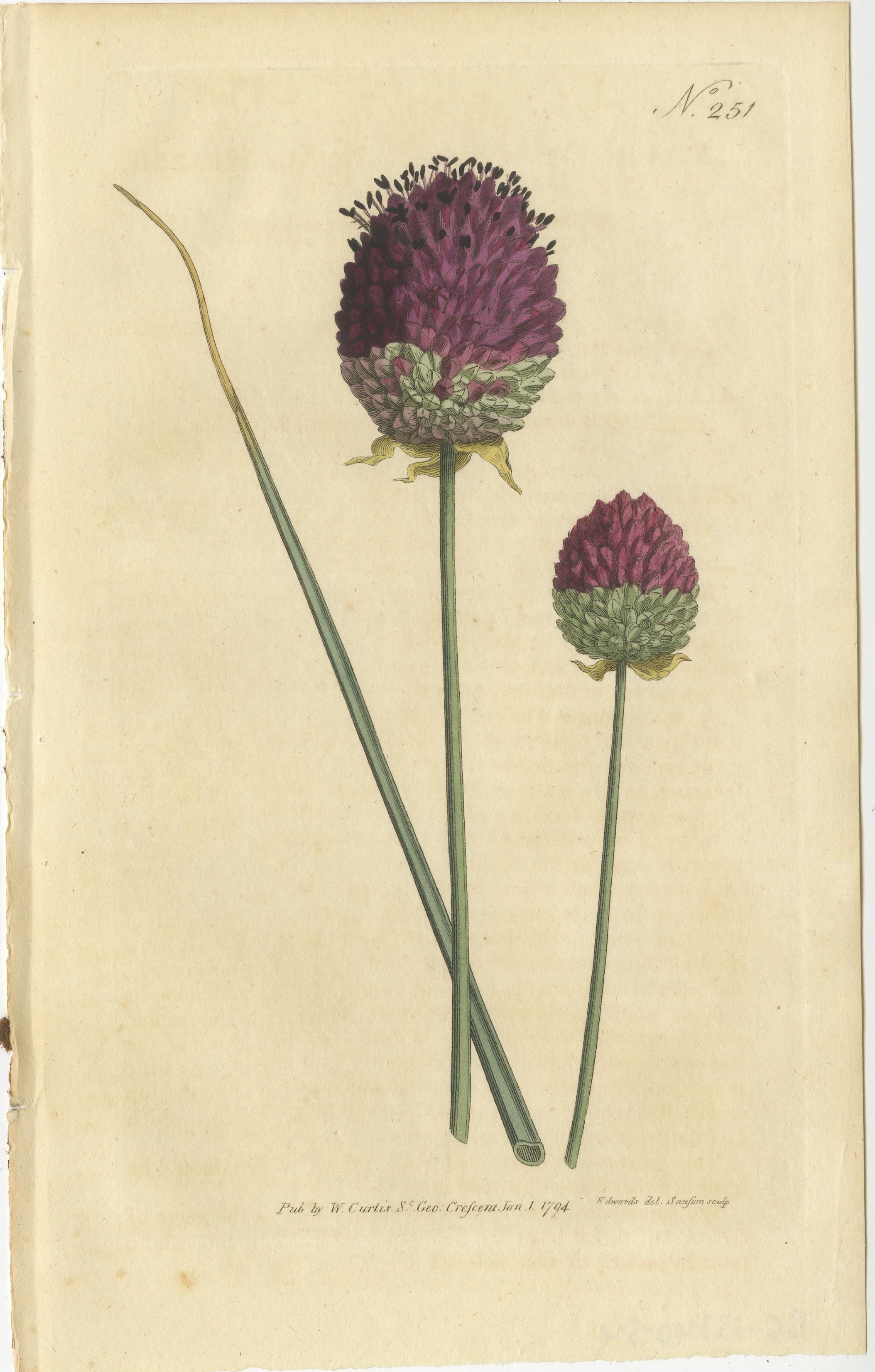 18th Century Set of 2 Antique Botany Prints - Sweet Scabious - Purple-Headed Garlic For Sale