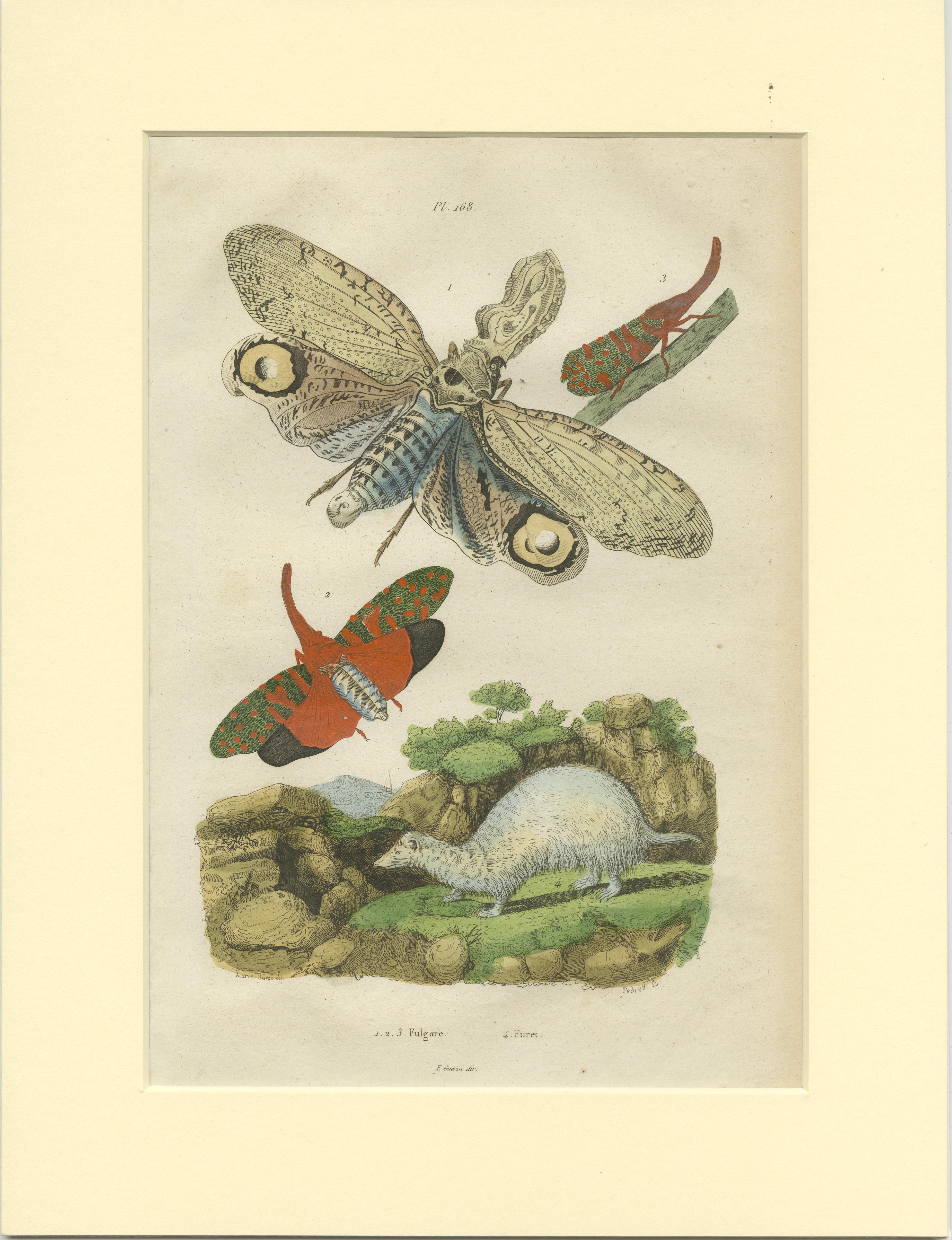 Set of 2 antique butterfly prints of the black witch and other moths. These prints originate from 'Dictionnaire pittoresque d'Histoire Naturelle' by Adolph Felix-Edouard Guerin-Meneville de frites. Published in Paris, 1834-39.

Passepartout /
