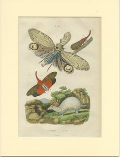 Set of 2 Antique Butterfly Prints of the Black Witch and Other Moths