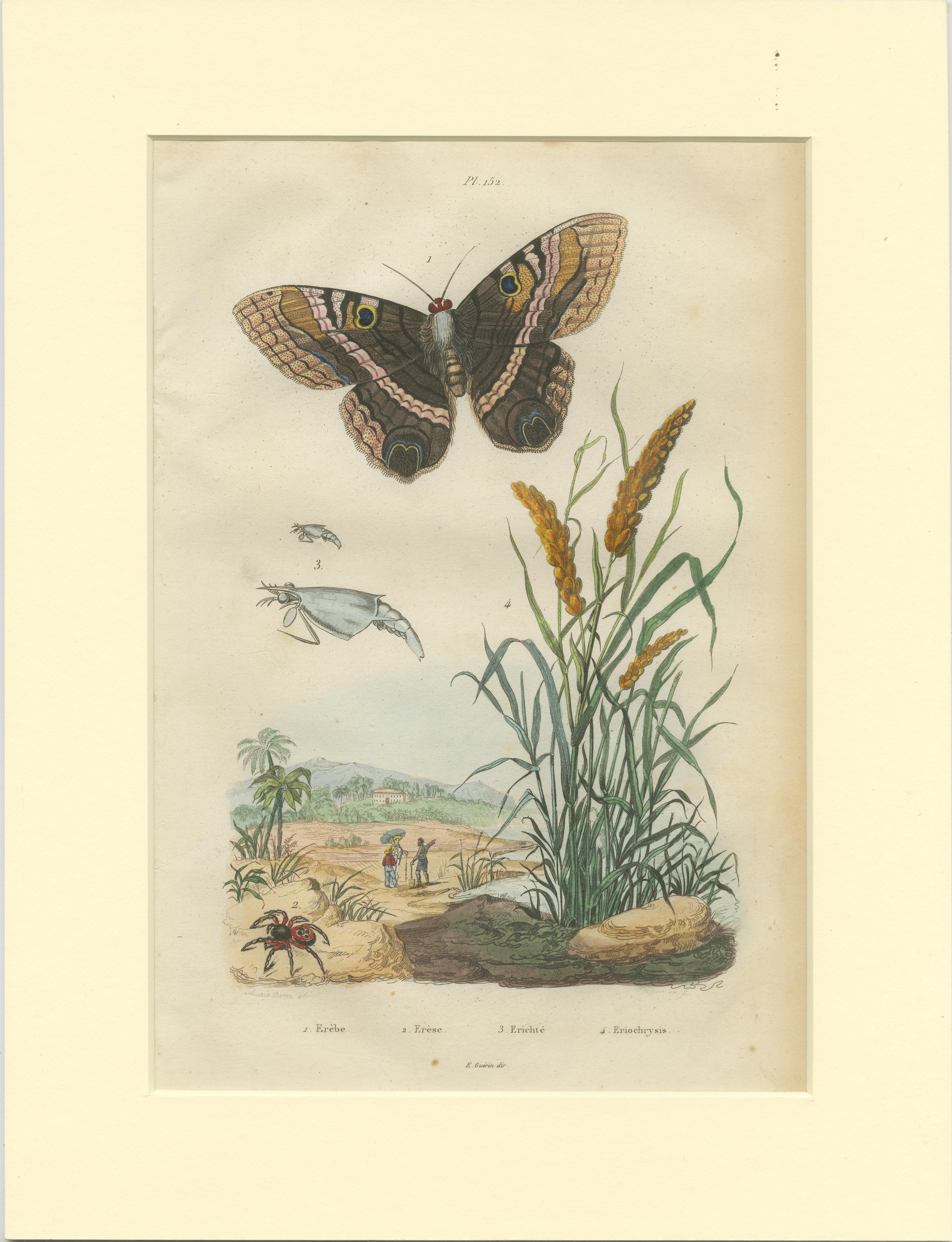 Set of 2 Antique Butterfly Prints of the Black Witch and Other Moths In Good Condition For Sale In Langweer, NL