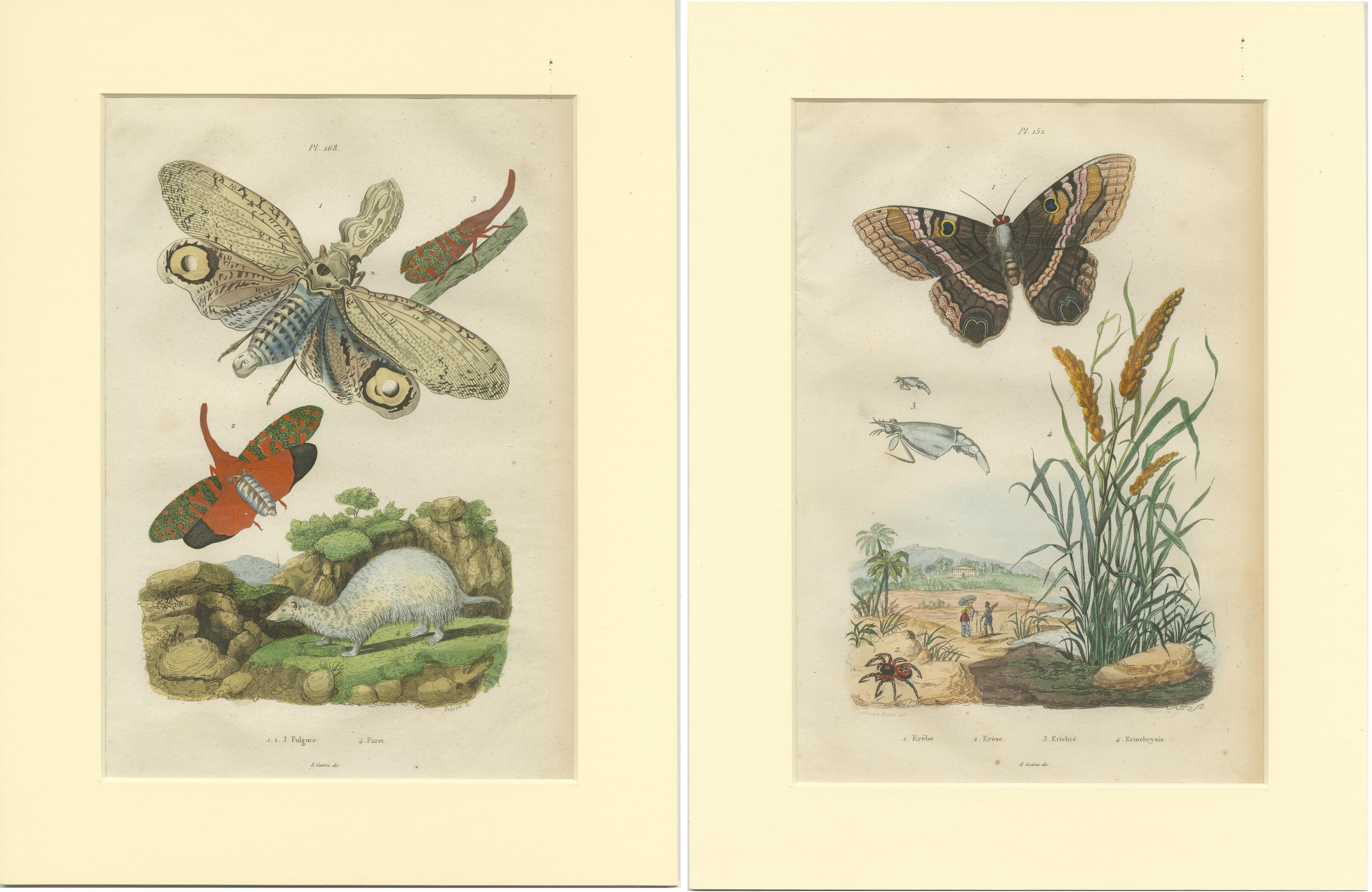 19th Century Set of 2 Antique Butterfly Prints of the Black Witch and Other Moths For Sale