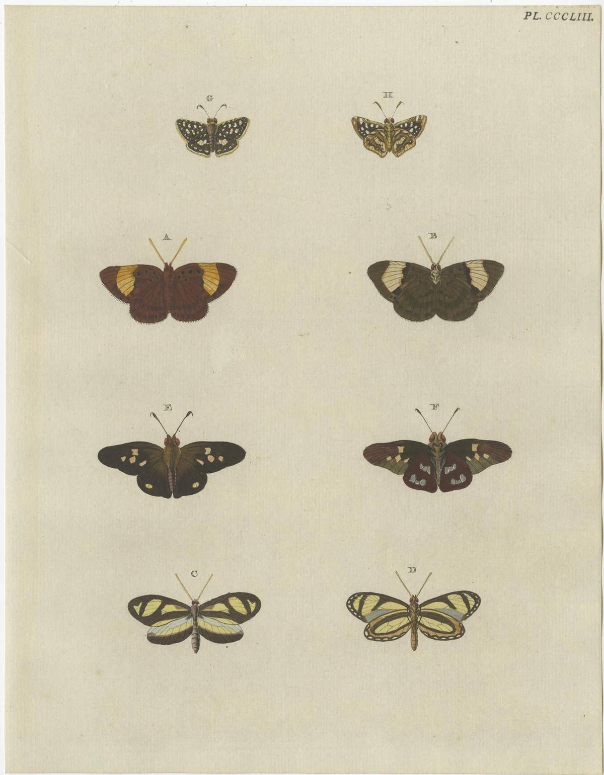 Set of 2 Antique Butterfly Prints 'Pl. 138' by Cramer, Published in 1779