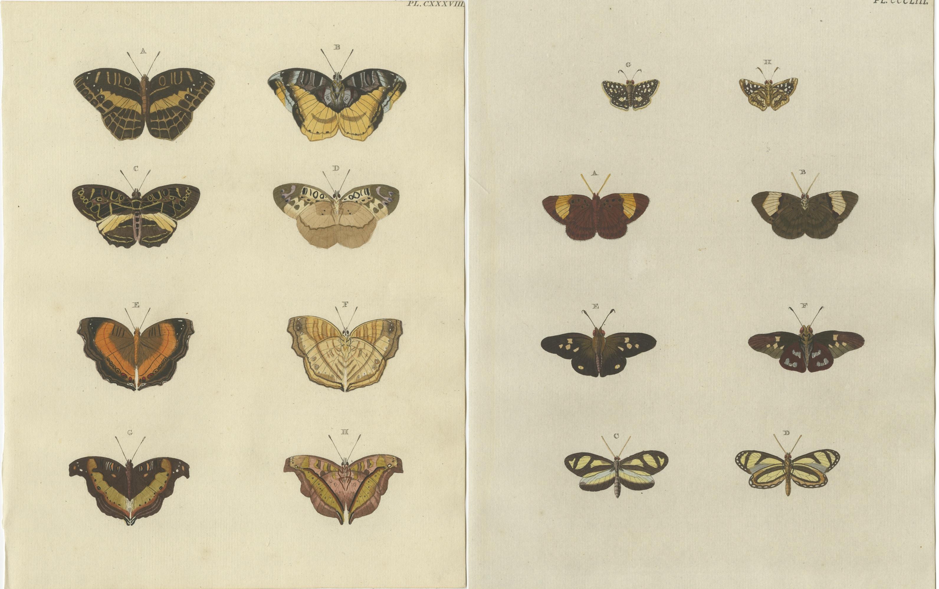 XVIII secolo Set di 2 stampe antiche di farfalle 'Pl. 138' di Cramer, '1779 in vendita