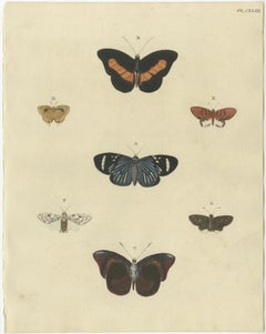 Set of 2 Antique Butterfly Prints in Original Handcoloring, 1779
