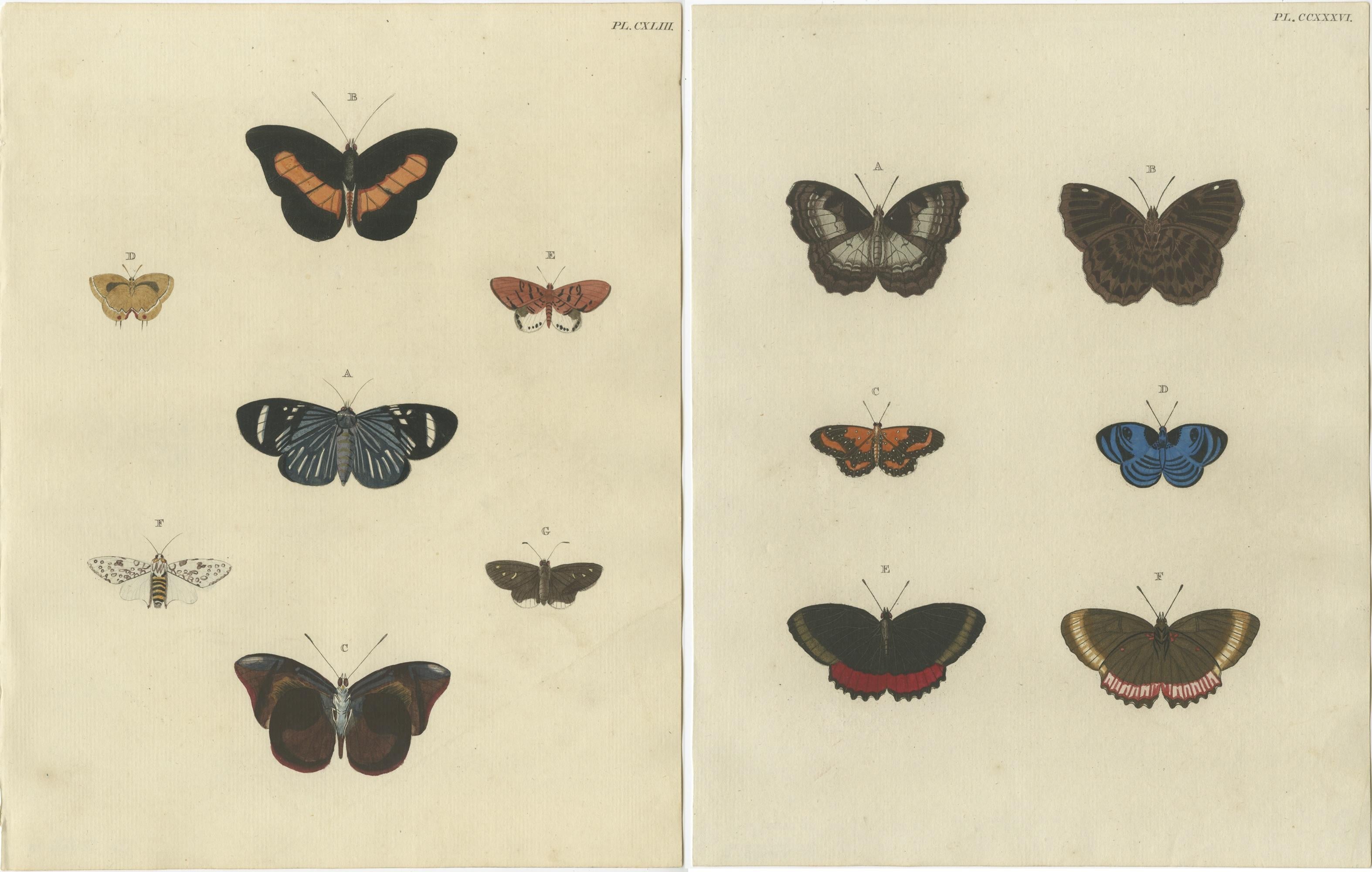 Set of 2 Antique Butterfly Prints 'in Original Handcoloring, '1779' In Fair Condition For Sale In Langweer, NL