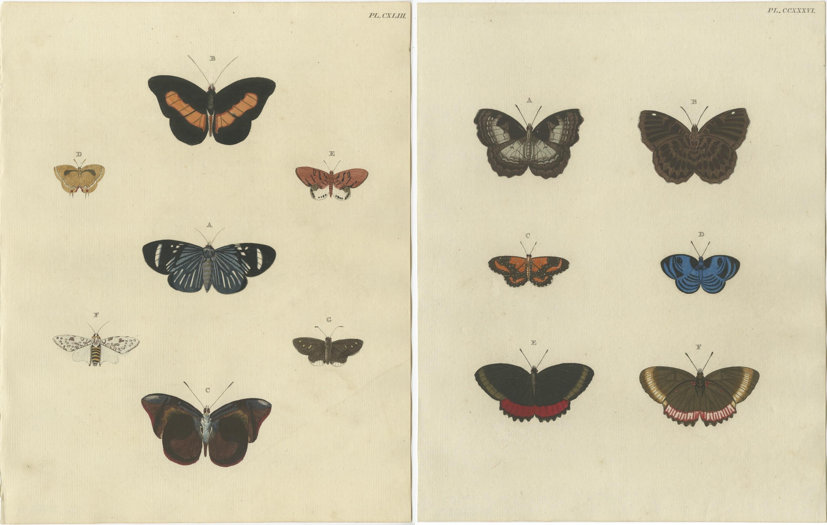 2er-Set antiker Schmetterlingsdrucke ''in Original-Handkolorierung, ''1779'' (18. Jahrhundert) im Angebot