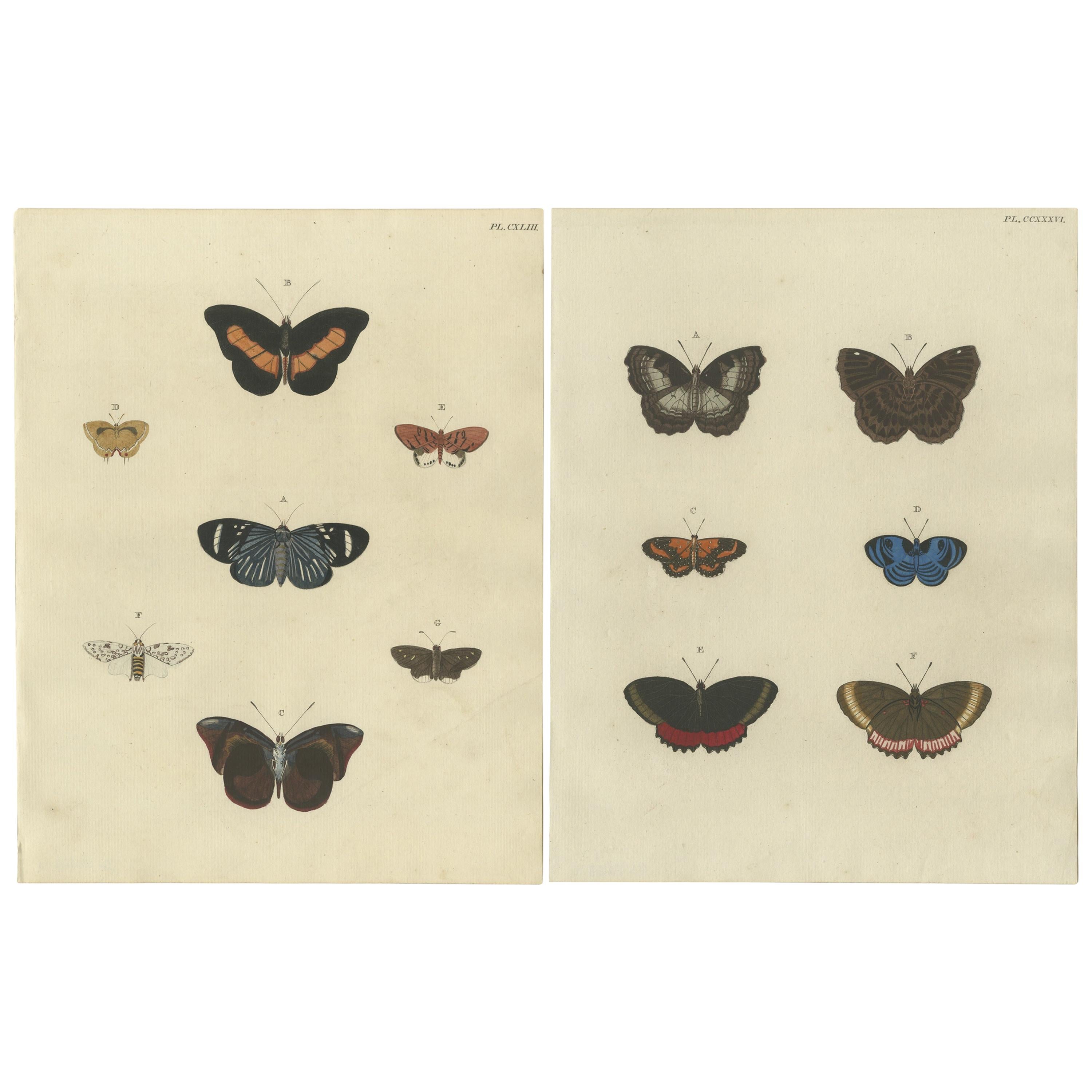 Set of 2 Antique Butterfly Prints 'in Original Handcoloring, '1779'