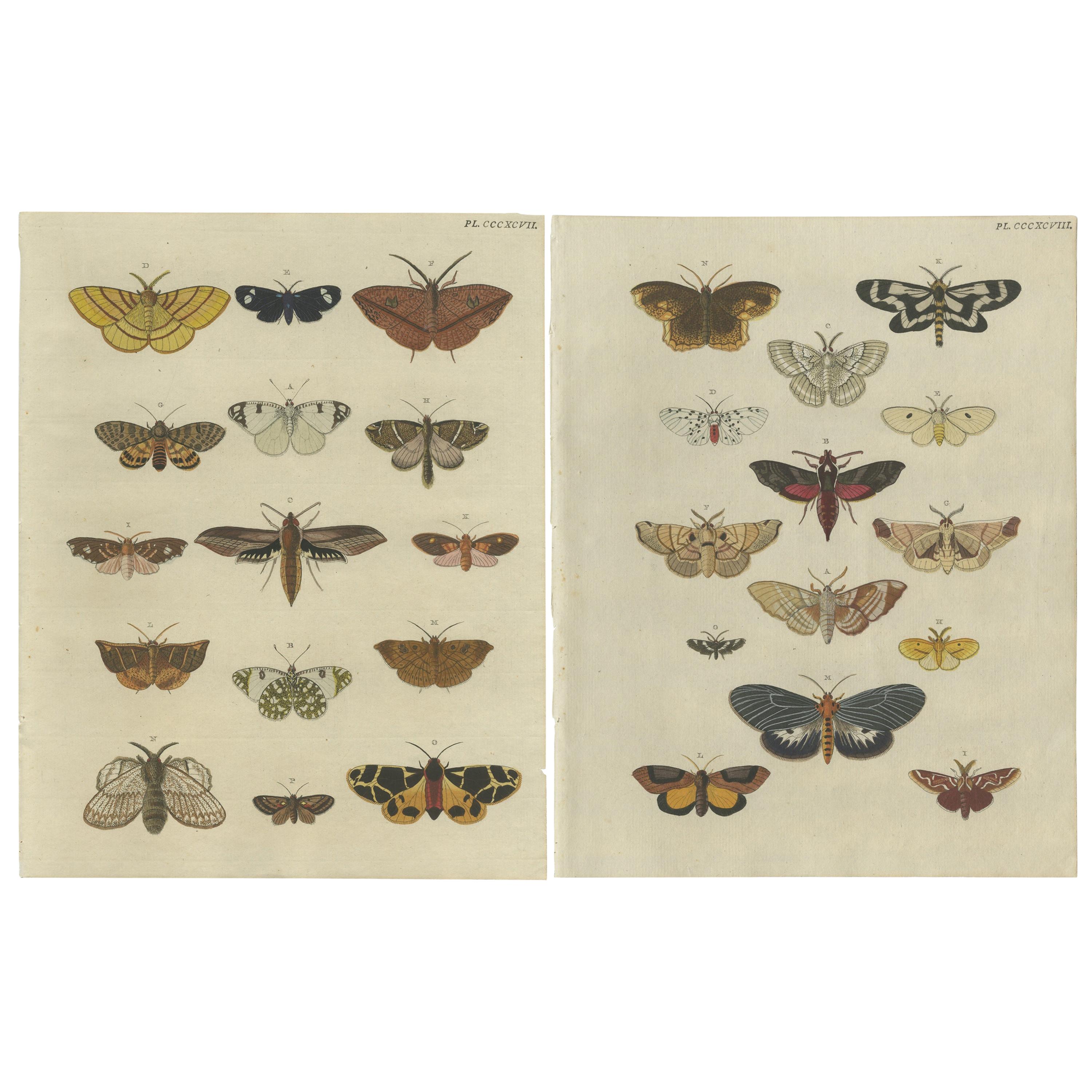 Set of 2 Antique Butterfly Prints 'pl. 397' by Cramer, 1779