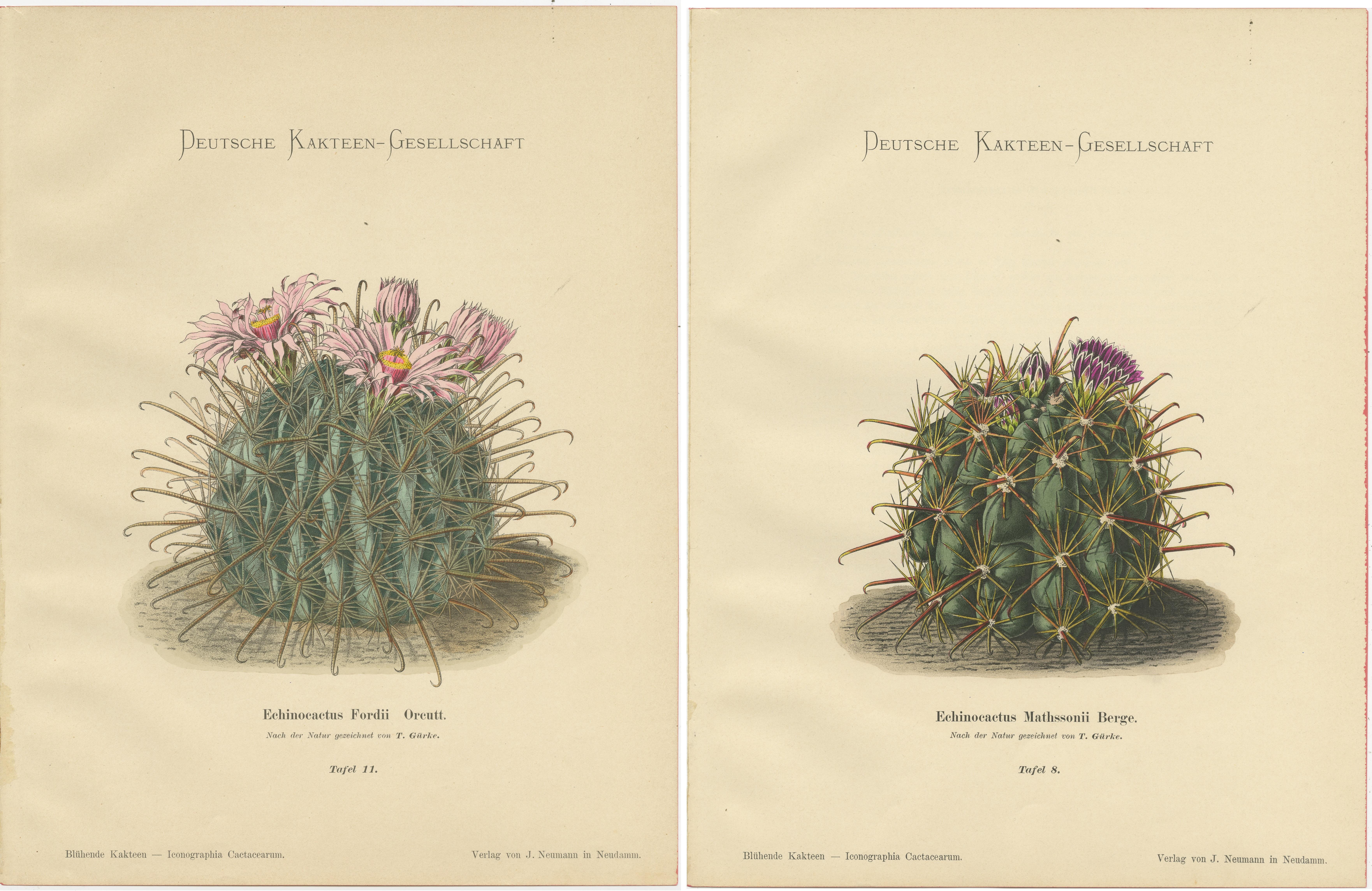 The antique cactus prints, titled 'Echinocactus Fordii Orcutt' and 'Echinocactus Mathssonii Berge,' are part of the work 'Blühende Kakteen' (Flowering Cacti) authored by Karl Schumann and Max Gürke and published between 1900 and 1905.

1.
