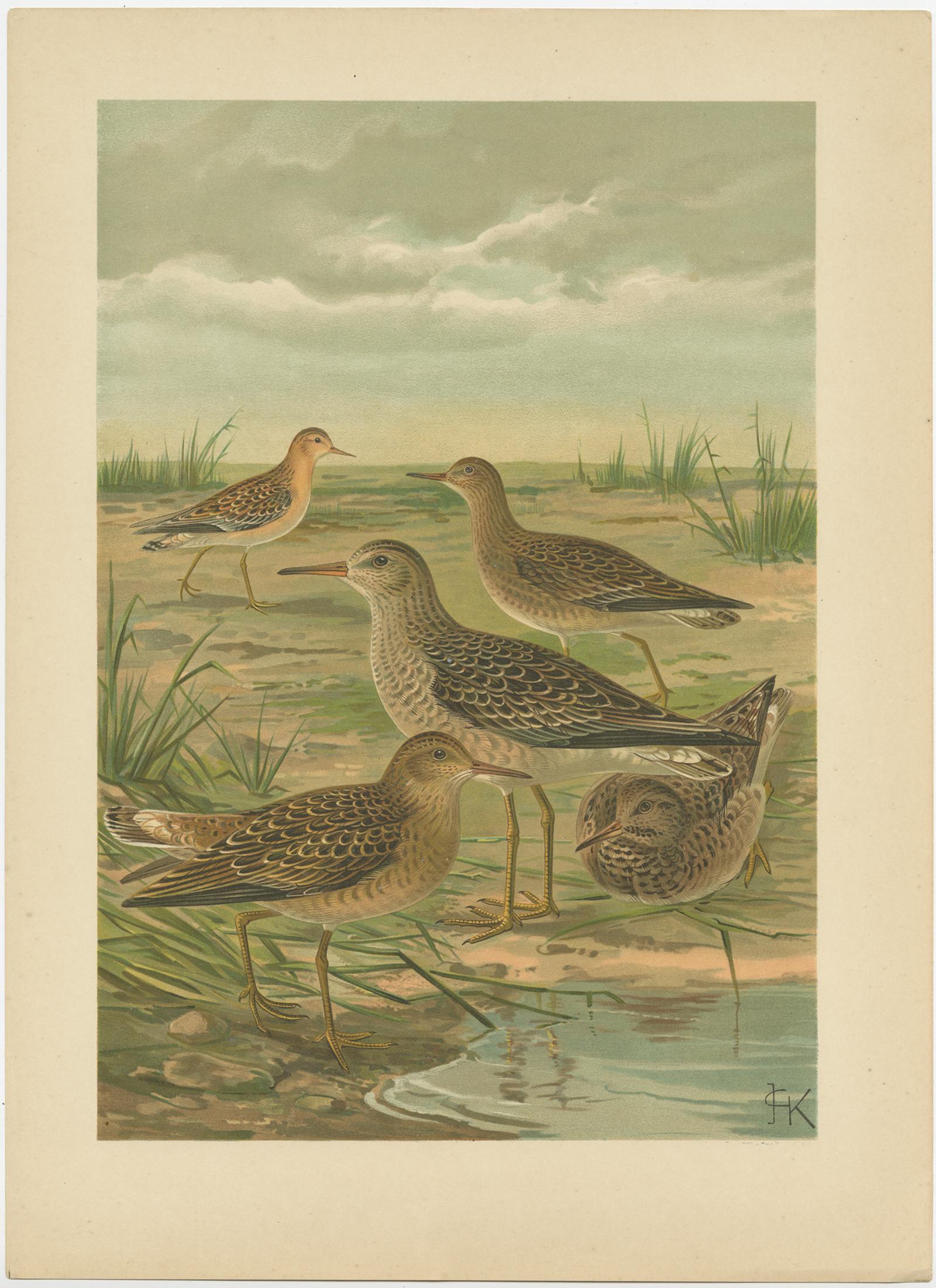 Set of Antique Chromolithographs of Waders – Ruff and Common Snipe, c.1890

A pair of fine antique chromolithographs depicting European waders in detailed natural habitats. The first plate shows the Ruff (Calidris pugnax), a group of birds in varied