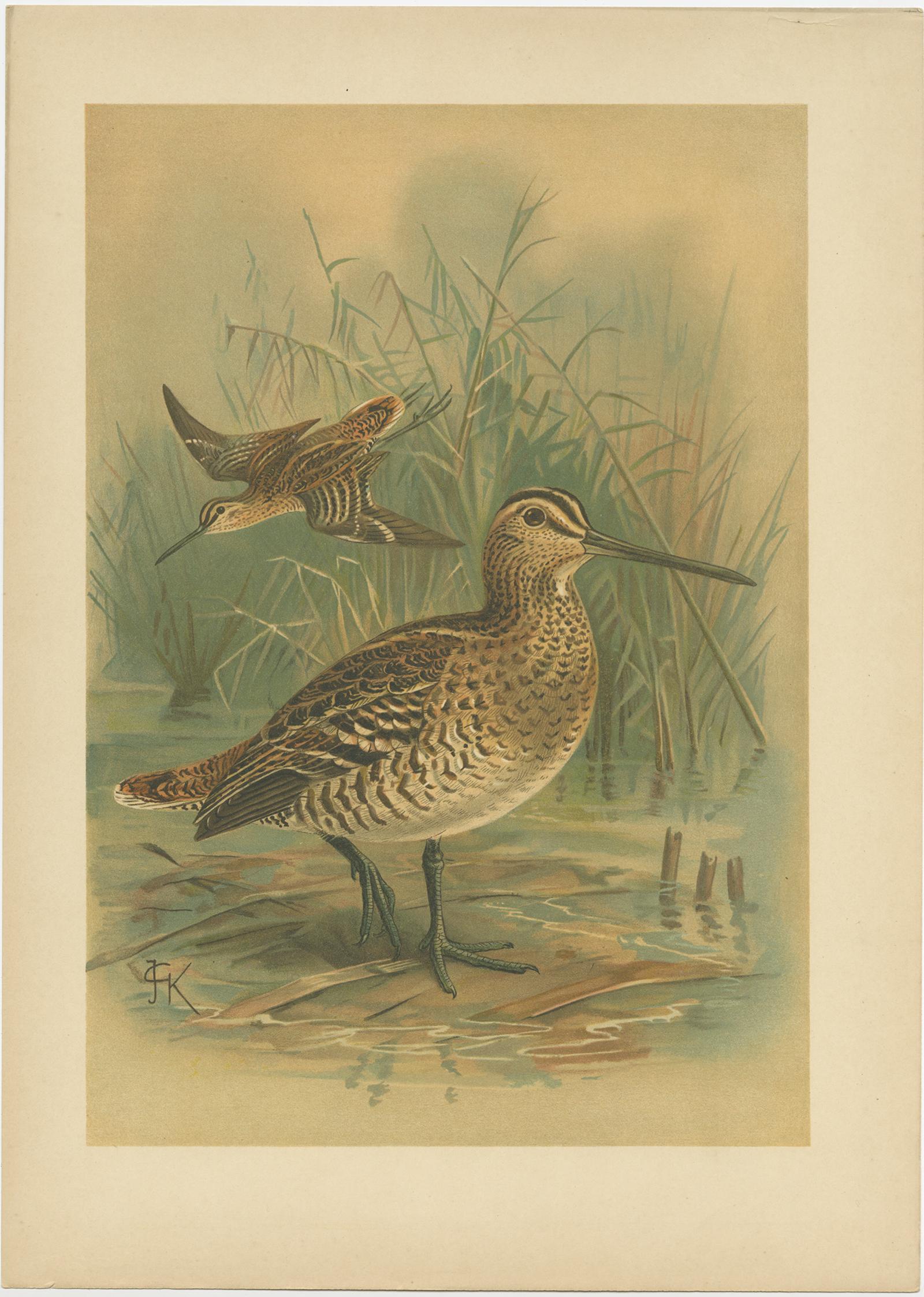 German Set of 2 Antique Chromolithographs of Waders – Ruff and Common Snipe, c.1890 For Sale