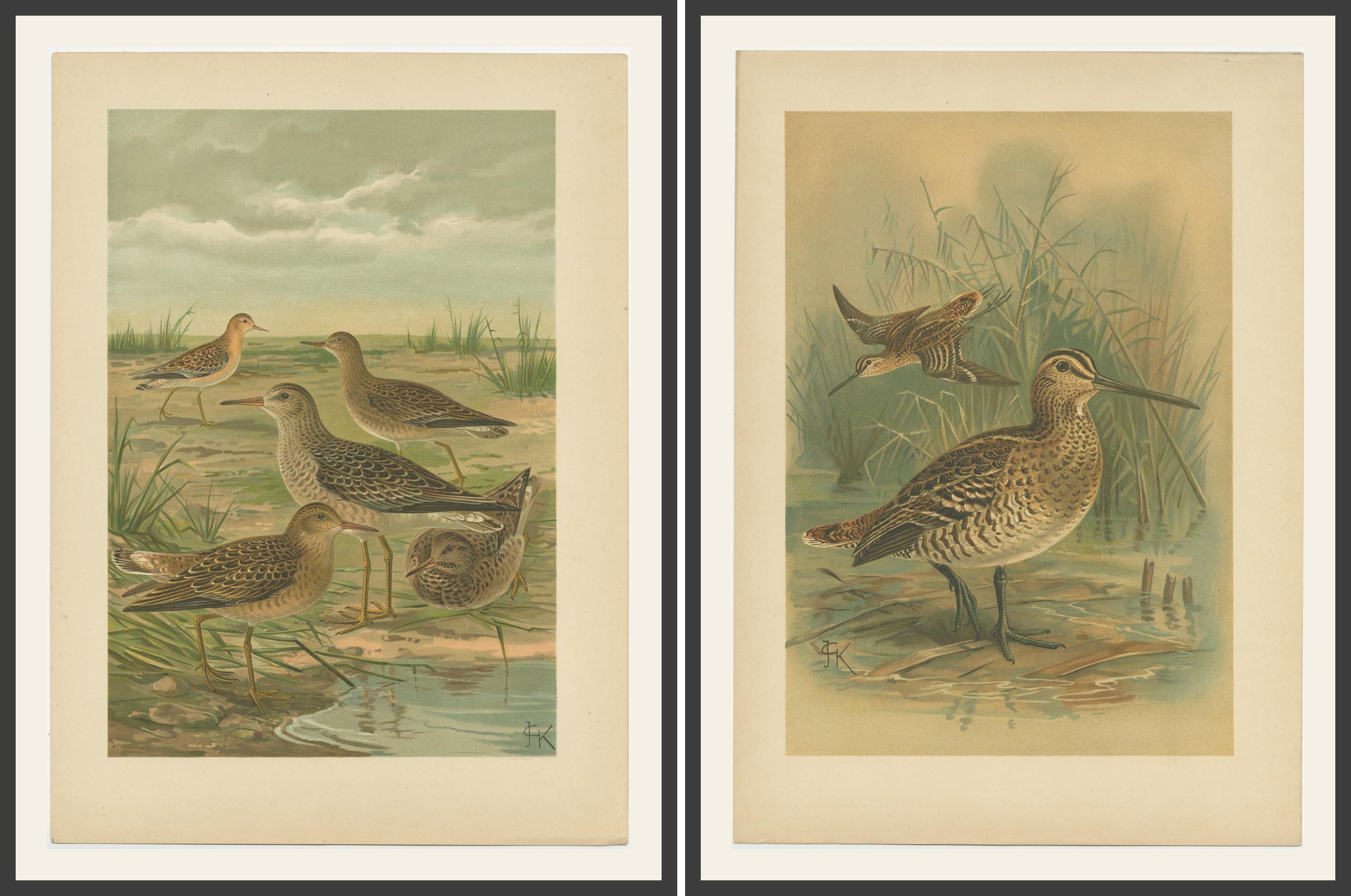 Set of 2 Antique Chromolithographs of Waders – Ruff and Common Snipe, c.1890 In Good Condition For Sale In Langweer, NL