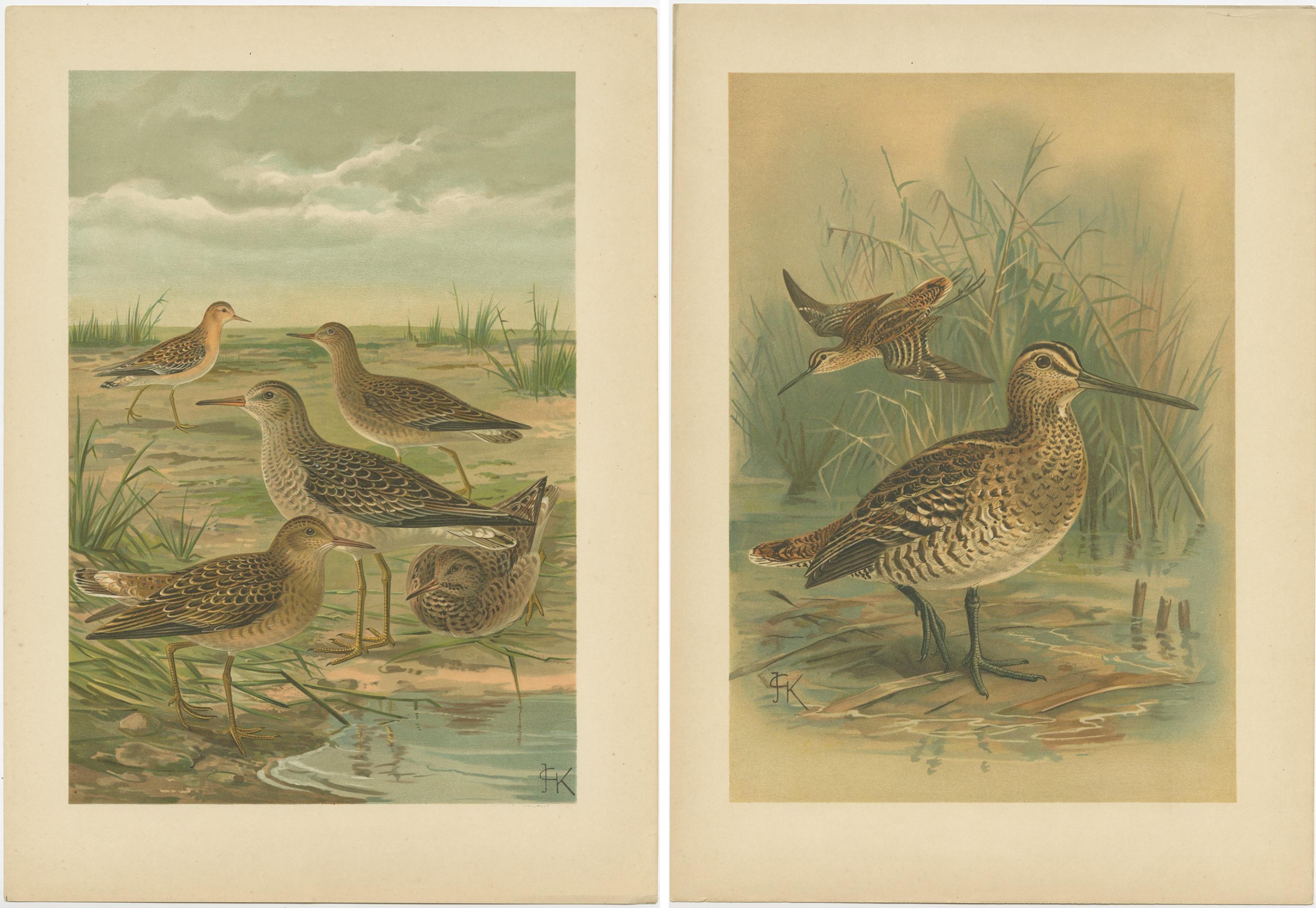19th Century Set of 2 Antique Chromolithographs of Waders – Ruff and Common Snipe, c.1890 For Sale