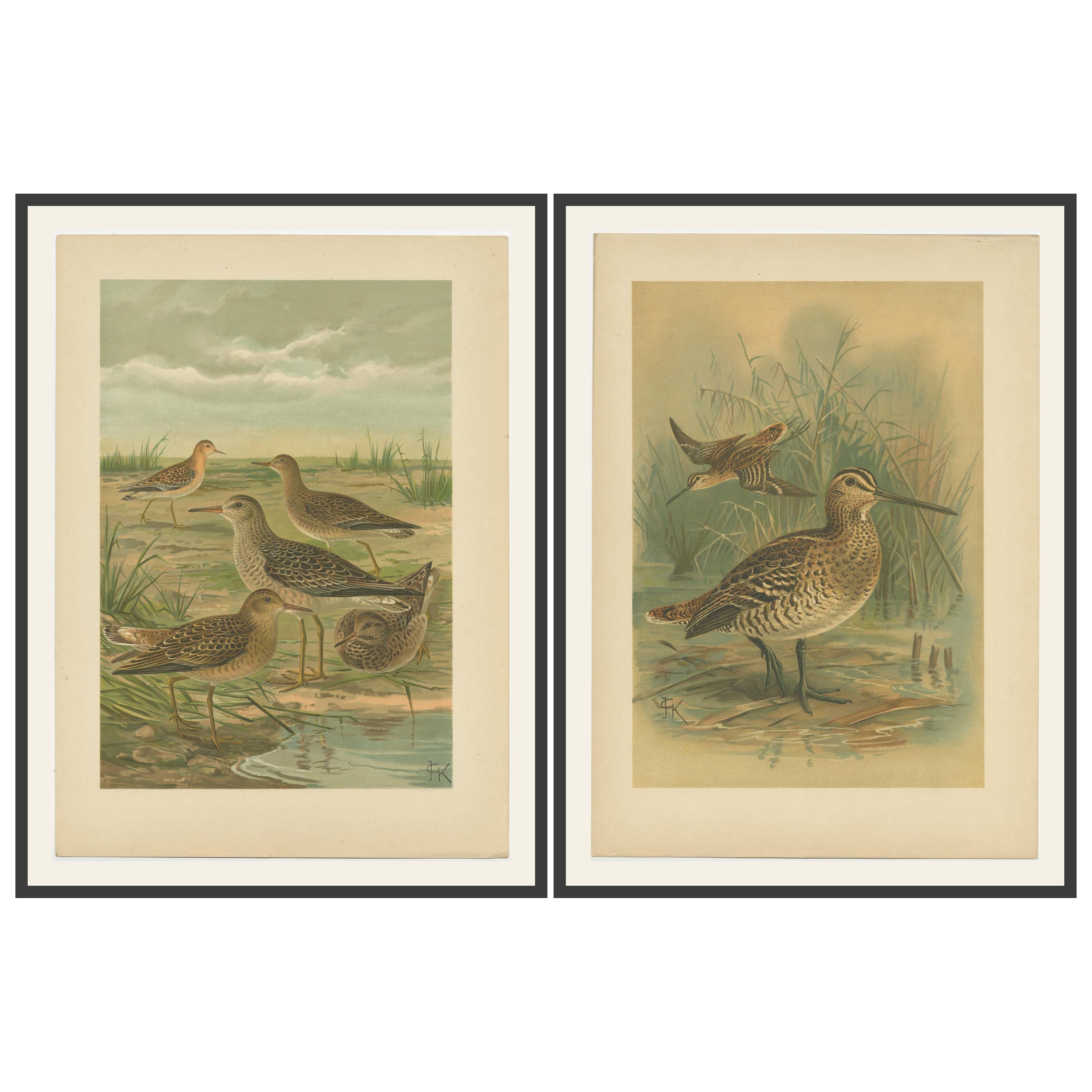 Set of 2 Antique Chromolithographs of Waders – Ruff and Common Snipe, c.1890 For Sale
