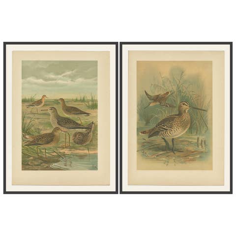 Set of 2 Antique Chromolithographs of Waders – Ruff and Common Snipe, c.1890