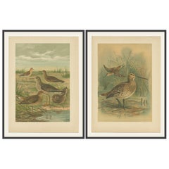 Set di 2 antiche cromolitografie di trampolieri - Ruff e Beccaccino, 1890 ca.