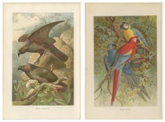 Set of 2 Antique Exotic Bird Prints, Parrots & Macaws, Vibrant Lithographs, 1895
