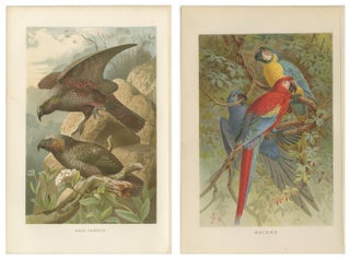 Set of 2 Antique Exotic Bird Prints, Parrots & Macaws, Vibrant Lithographs, 1895, view 2