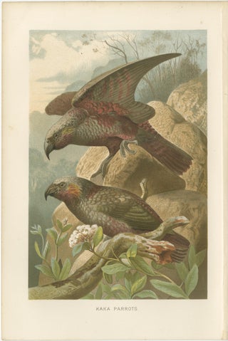 Set of 2 Antique Exotic Bird Prints, Parrots & Macaws, Vibrant Lithographs, 1895, view 3