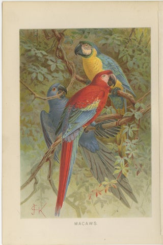 Set of 2 Antique Exotic Bird Prints, Parrots & Macaws, Vibrant Lithographs, 1895, view 4