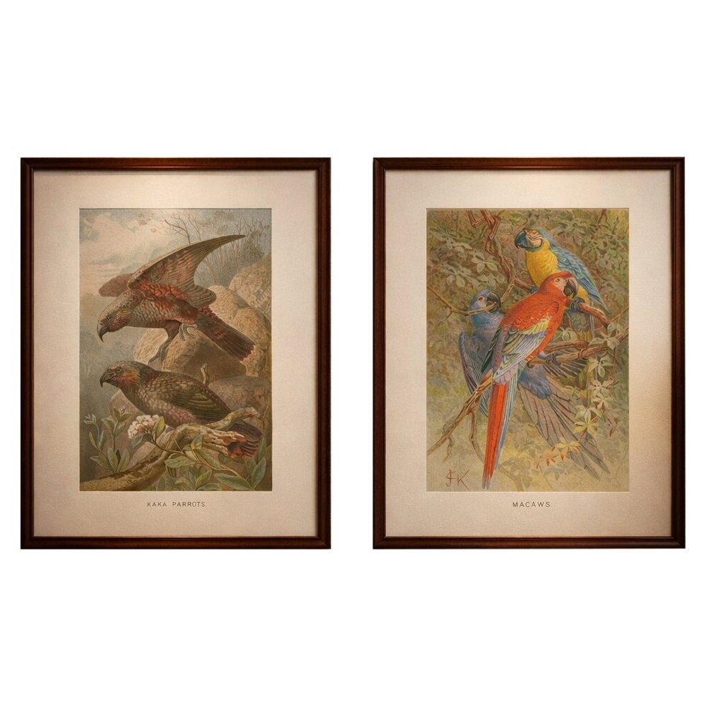 Set of 2 Antique Exotic Bird Prints, Parrots & Macaws, Vibrant Lithographs, 1895